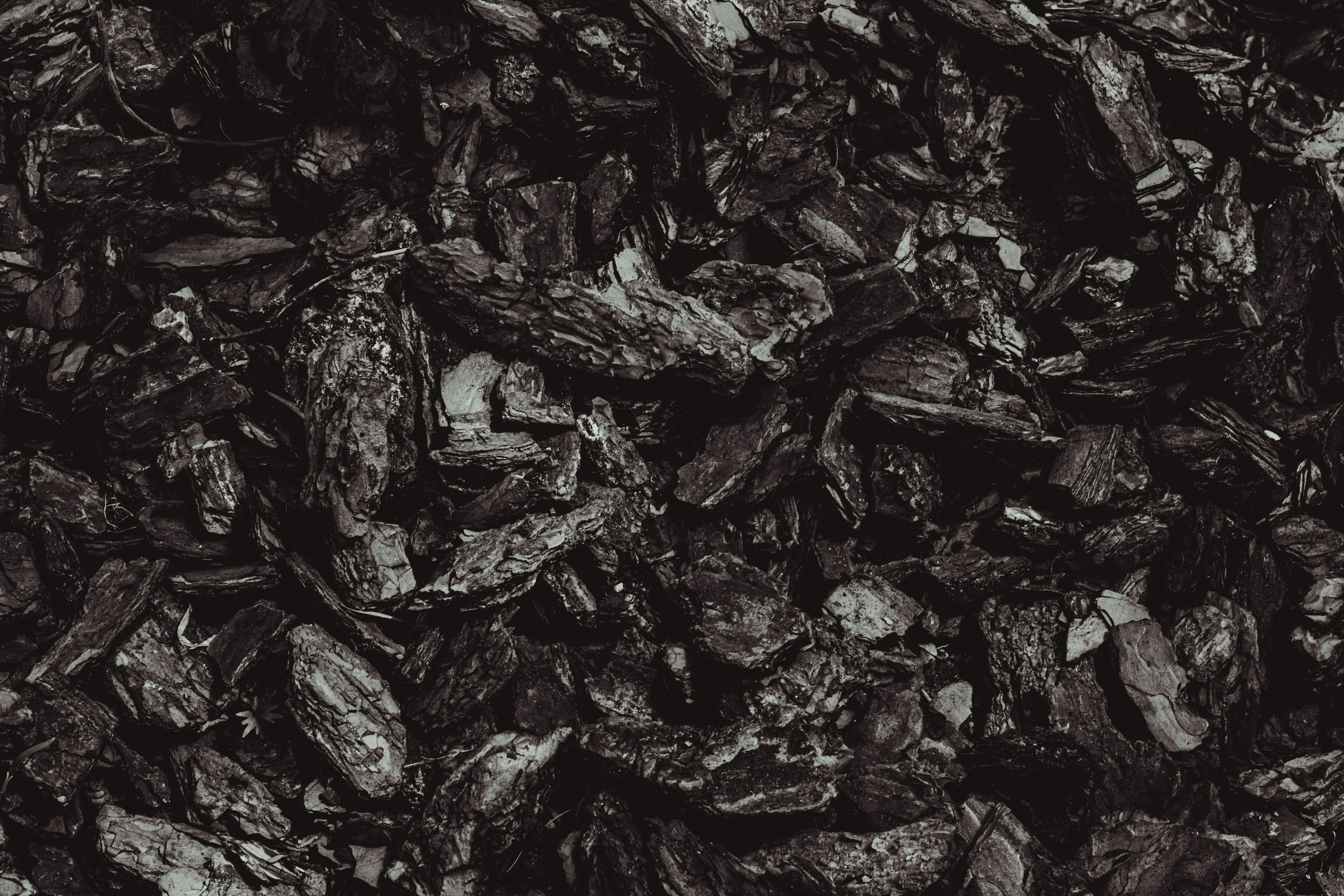 Close-up image of dark wood bark.