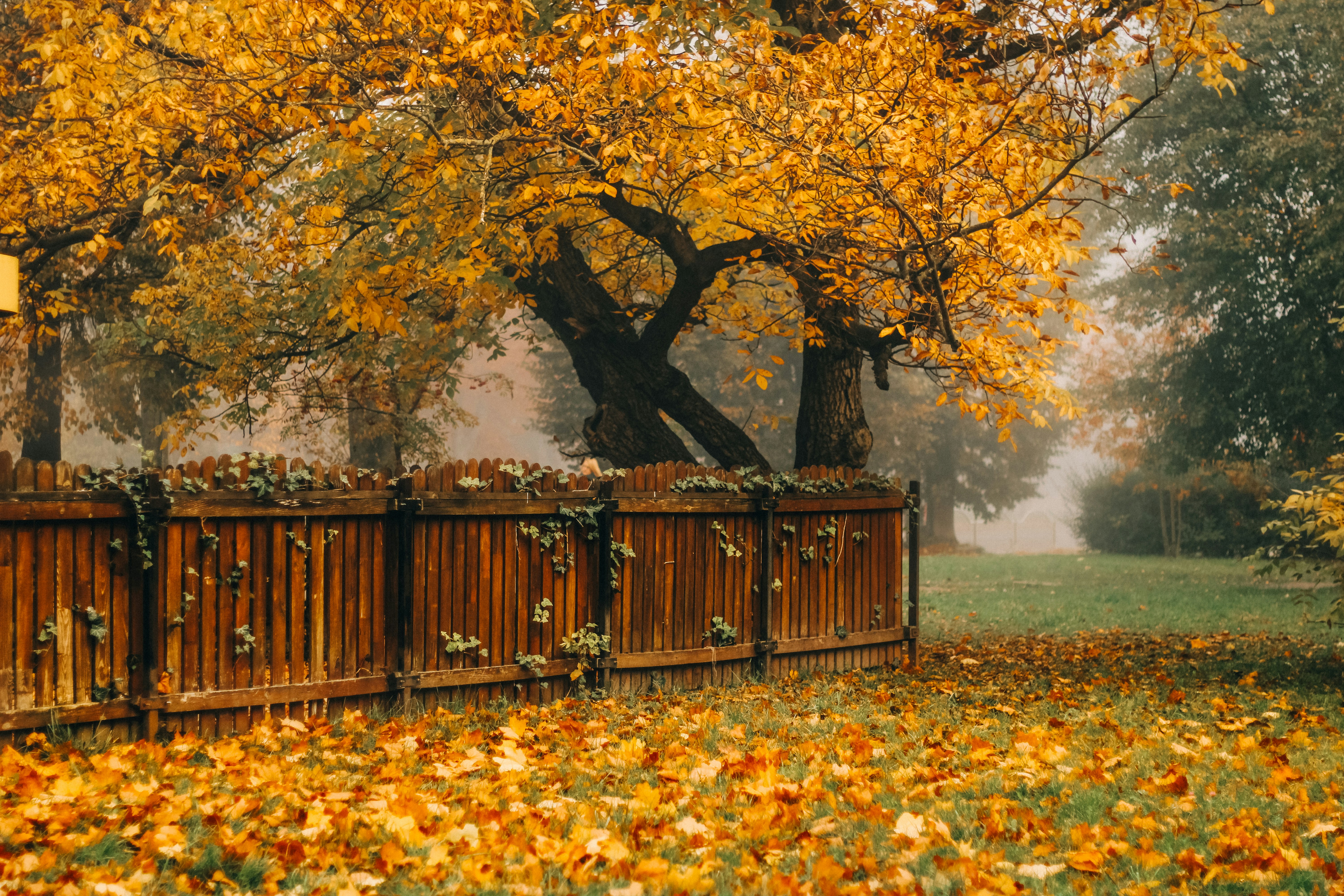 Autumn leaves surround a wooden fence.