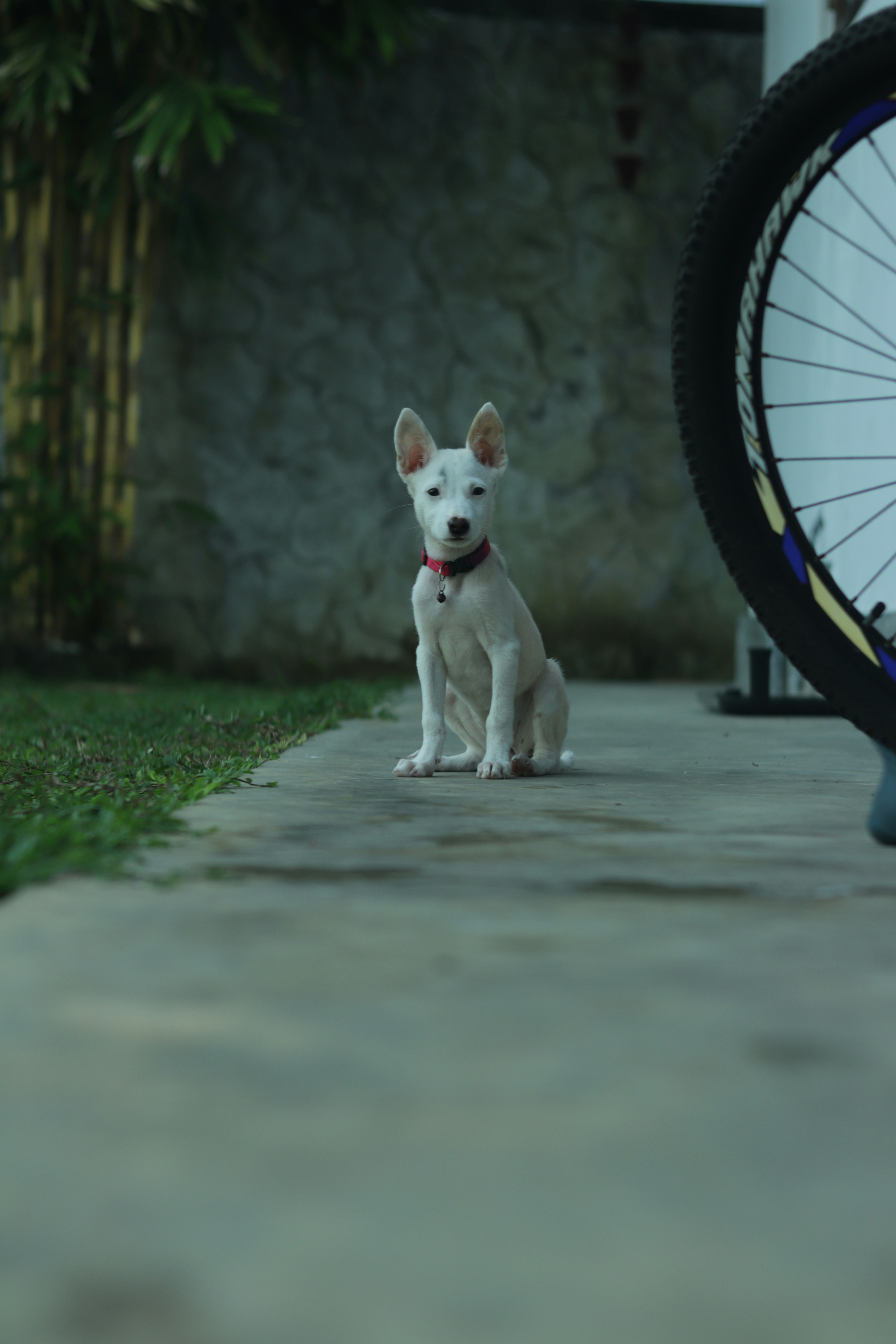 A white puppy sits beside a bicycle wheel.
