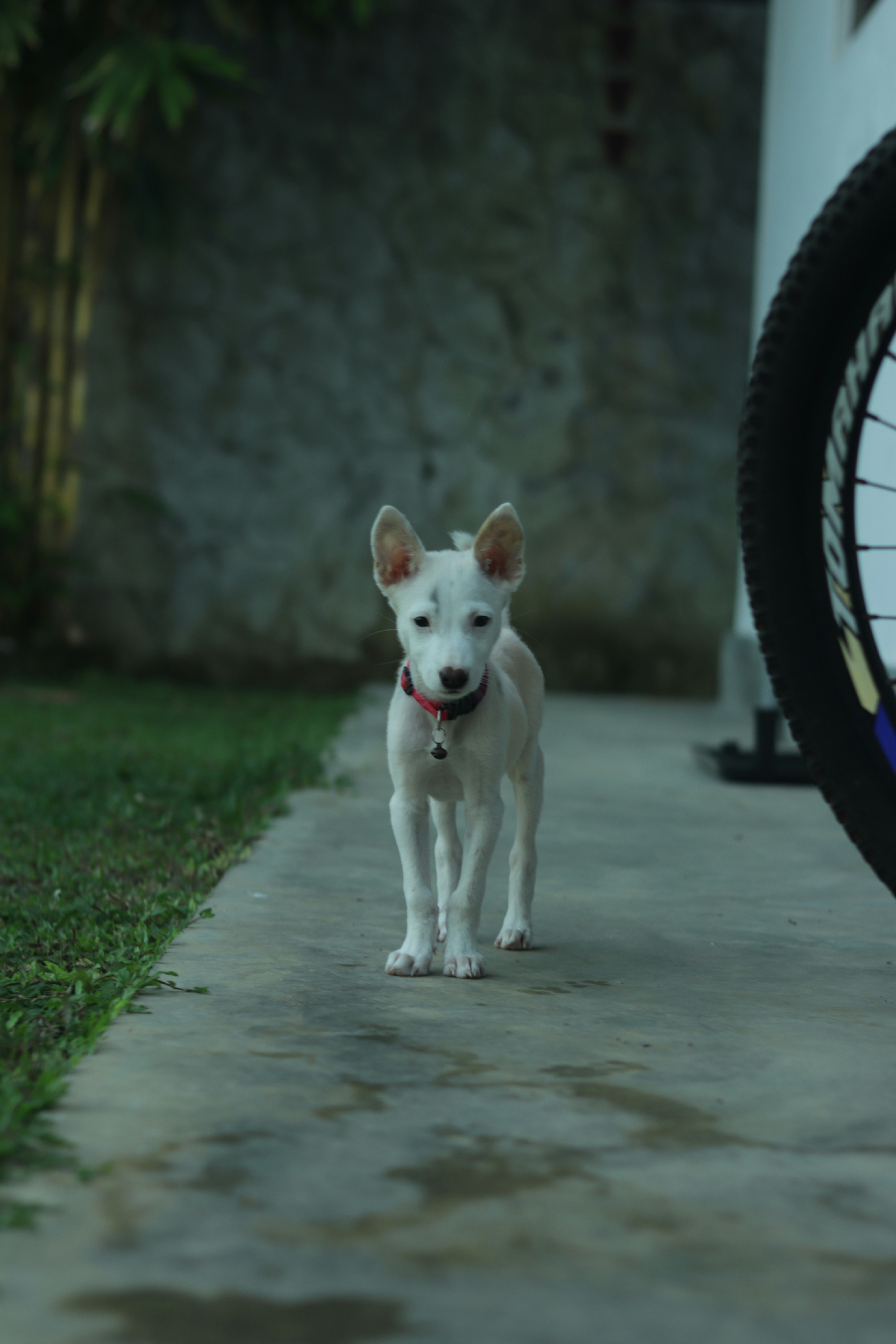 A small white dog poses for the camera.