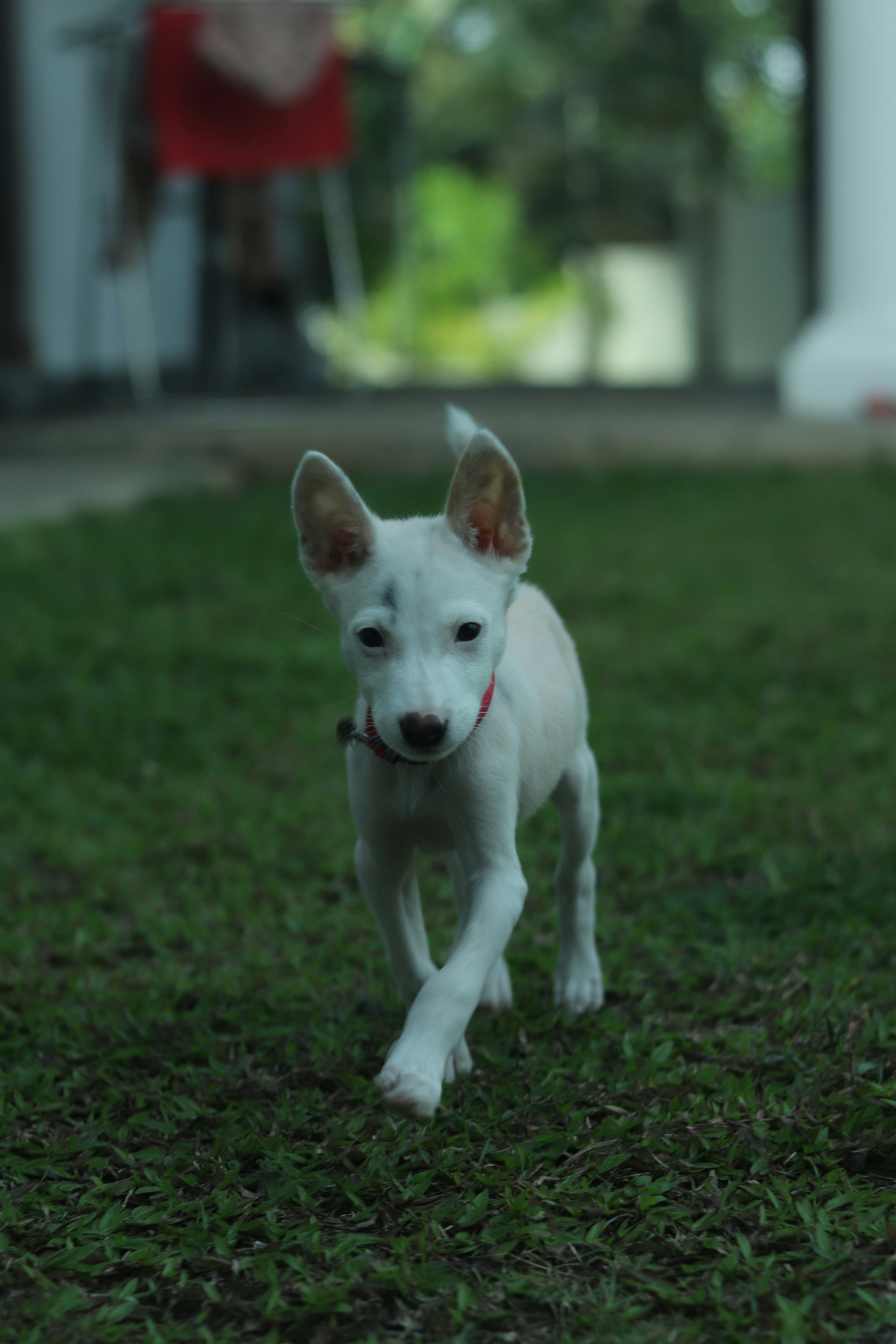 A small white puppy walks towards the camera.