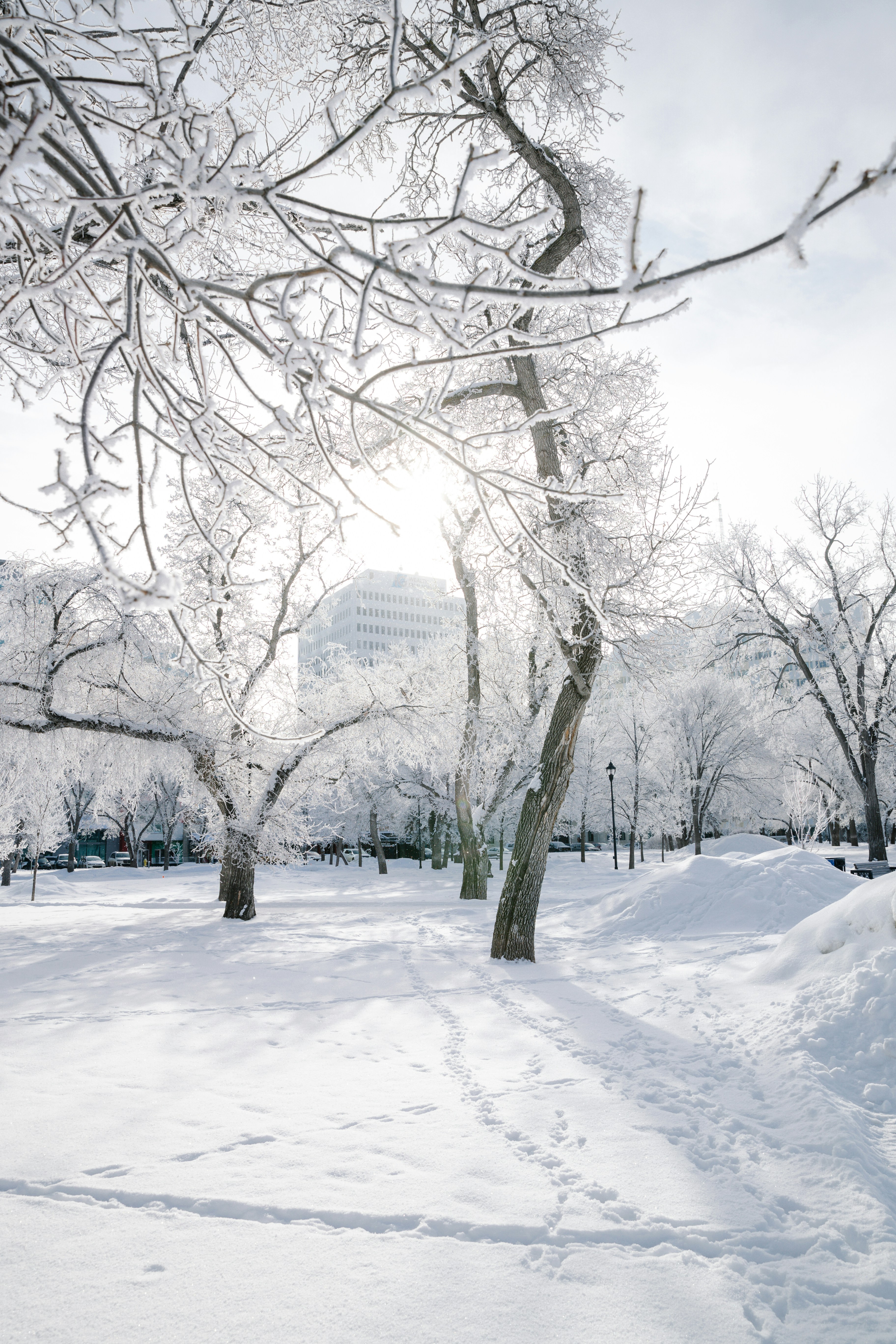 Frosted trees and snow create a beautiful winter scene. photo – Free City  Image on Unsplash, image size:3000x4500