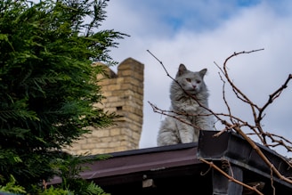 A white cat sits on a rooftop.