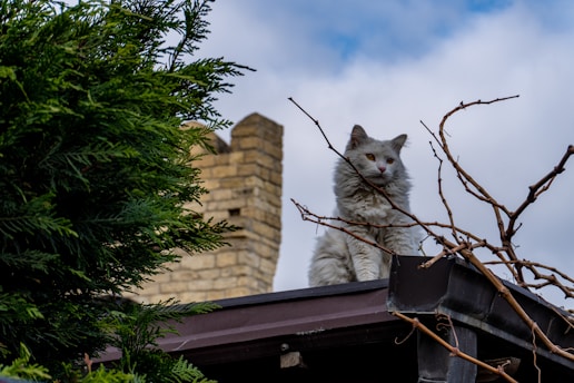 A white cat sits on a rooftop.