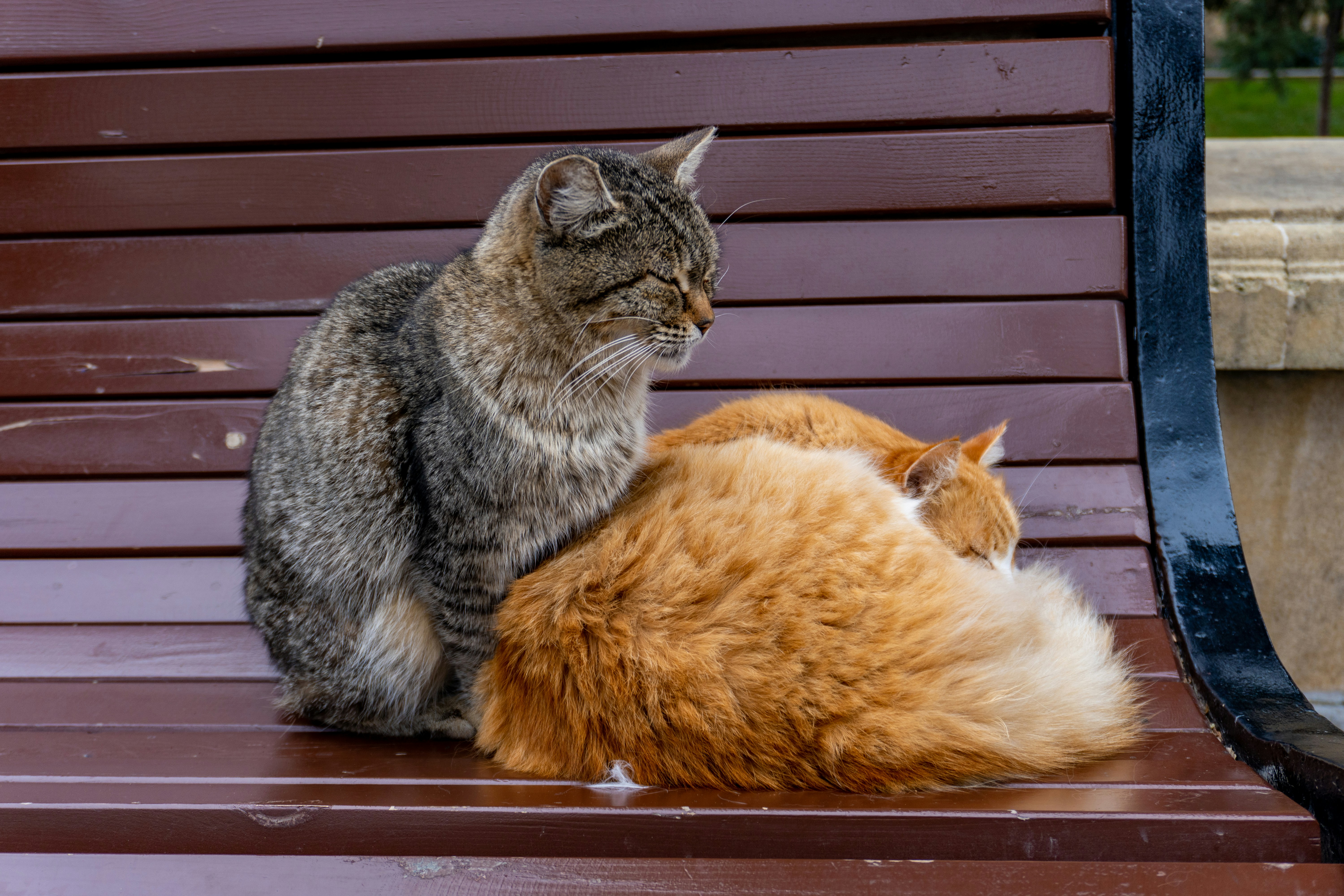 Conclusion (image credits: unsplash)