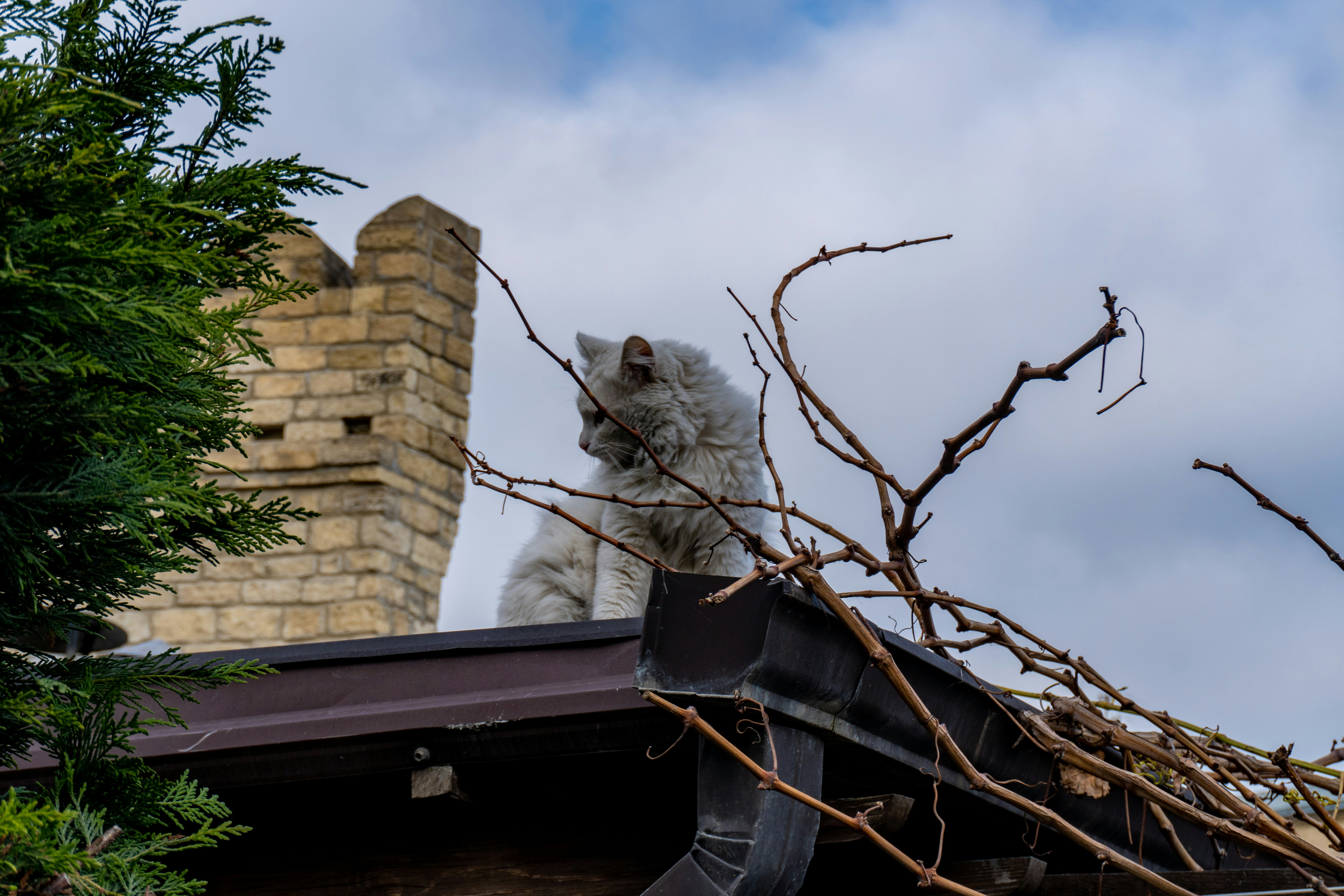 10 Roof Repair Guide Solutions for Wind-Damaged Roof Shingles