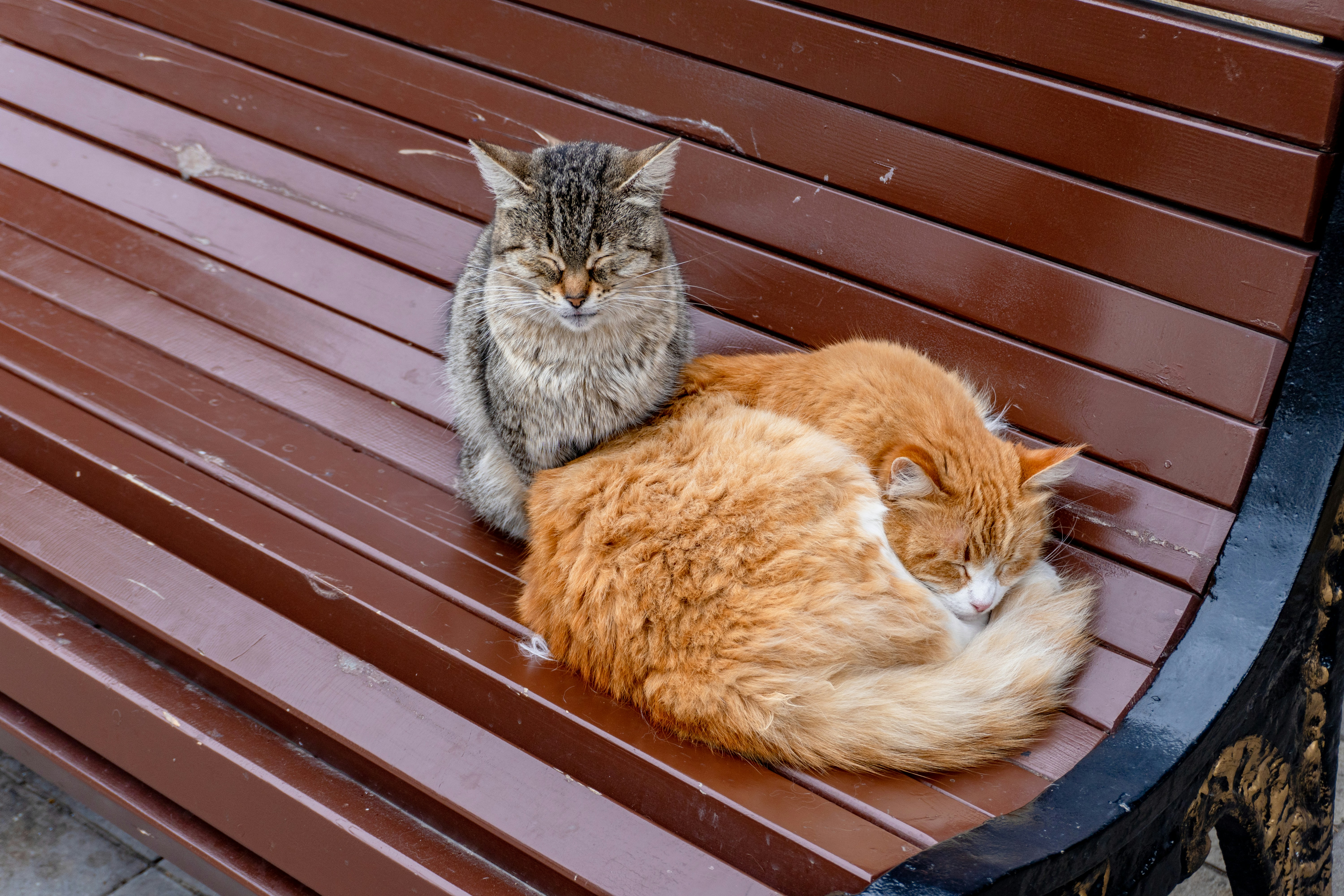 Understanding Feline Emotions: More Than Meets the Eye (image credits: unsplash)