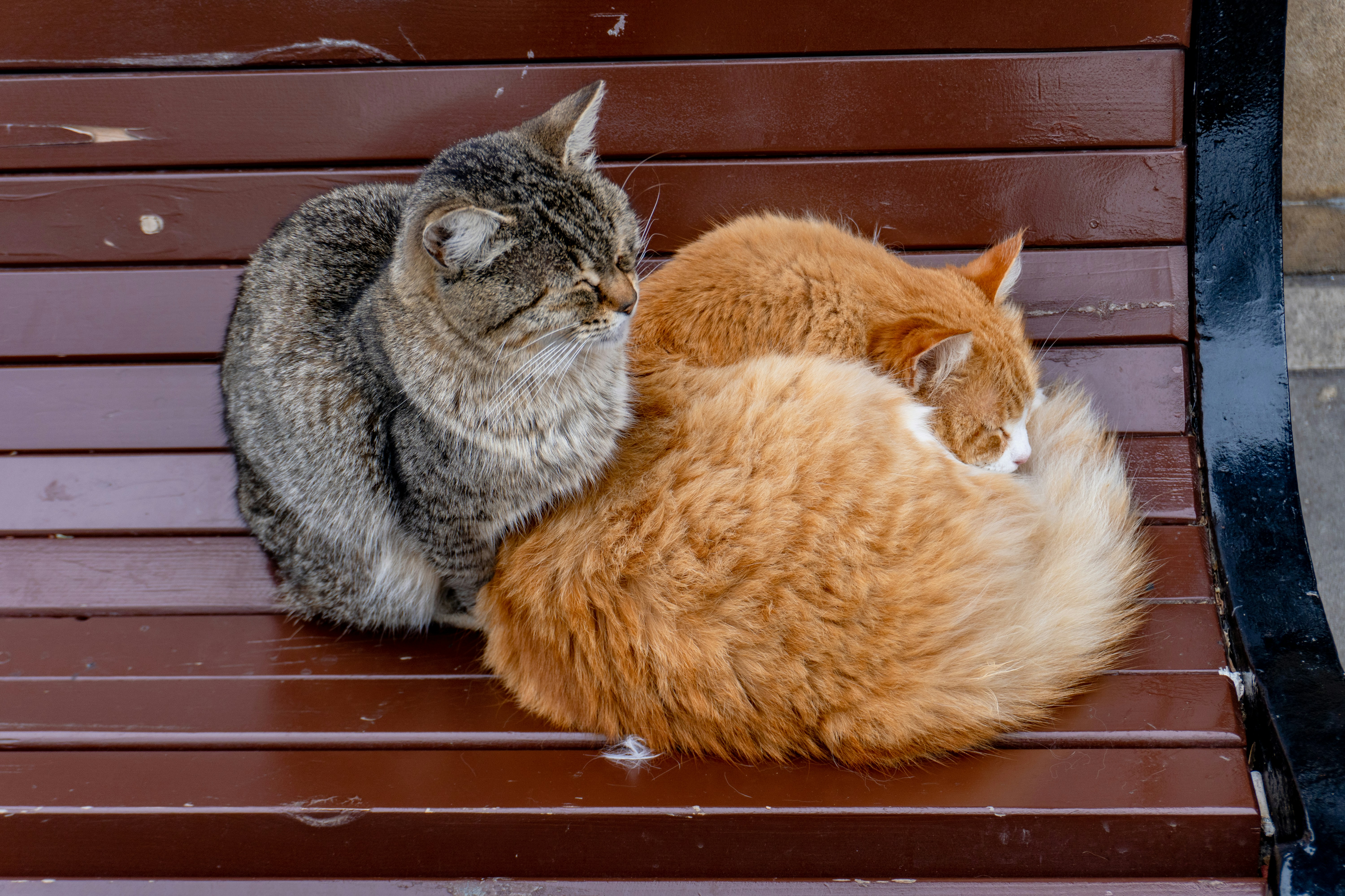 Two cats cuddle on a wooden bench.