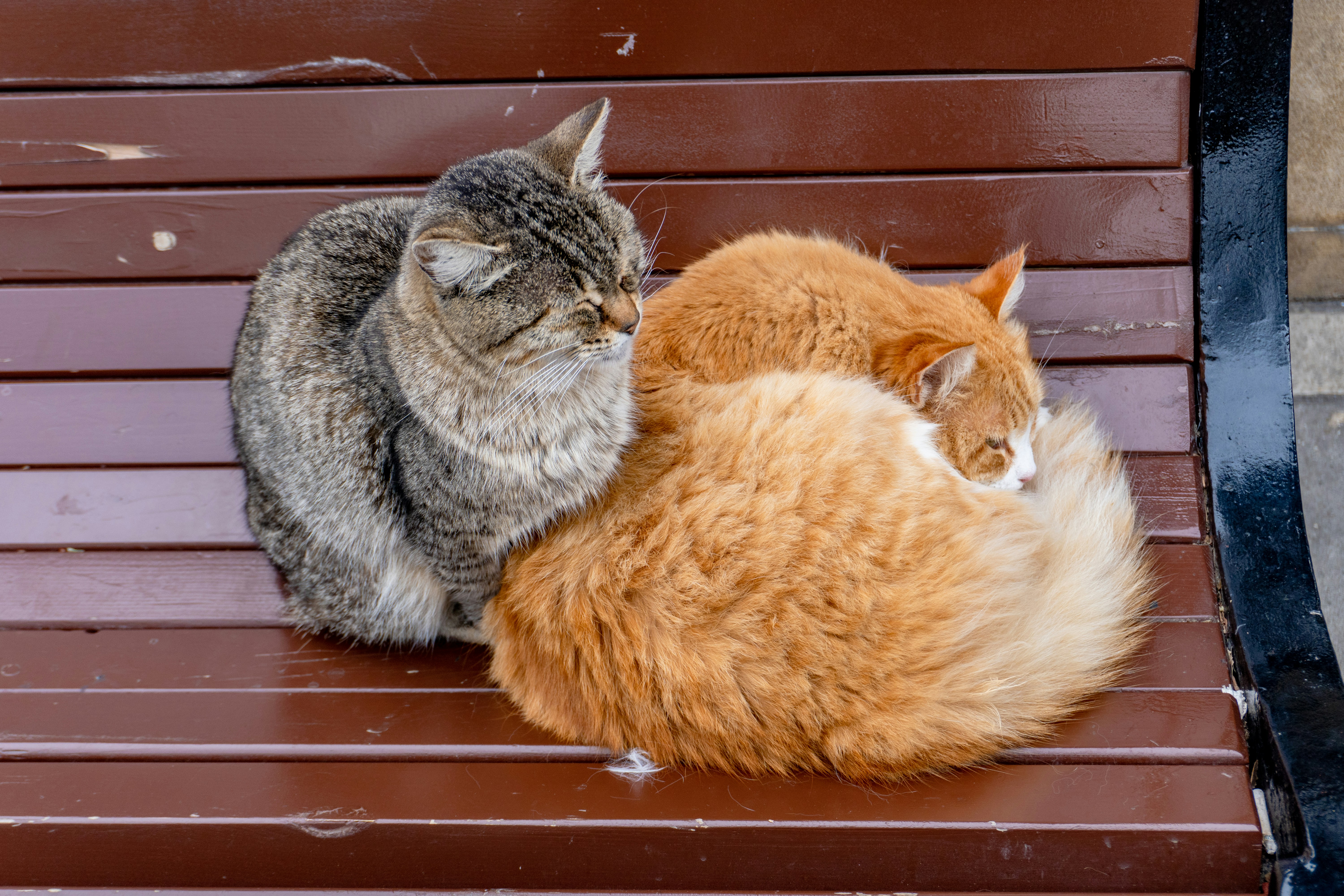 Two cats snuggled together on a bench