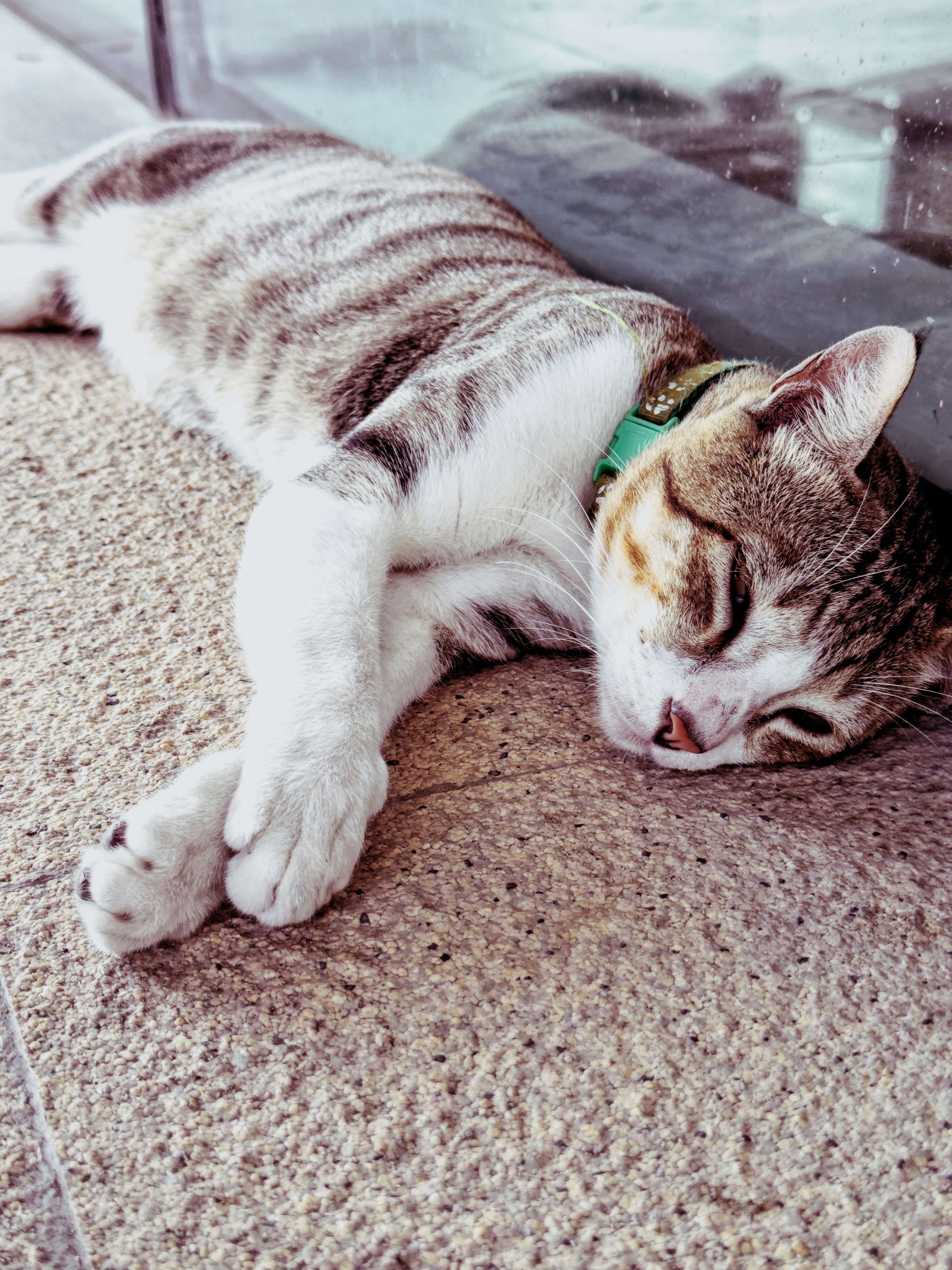 A cozy cat snoozes peacefully on a rug.