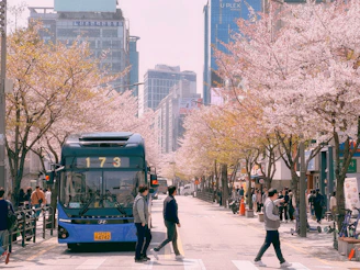 Cherry blossoms bloom over a city street.