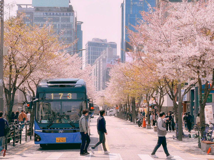 Cherry blossoms bloom over a city street.
