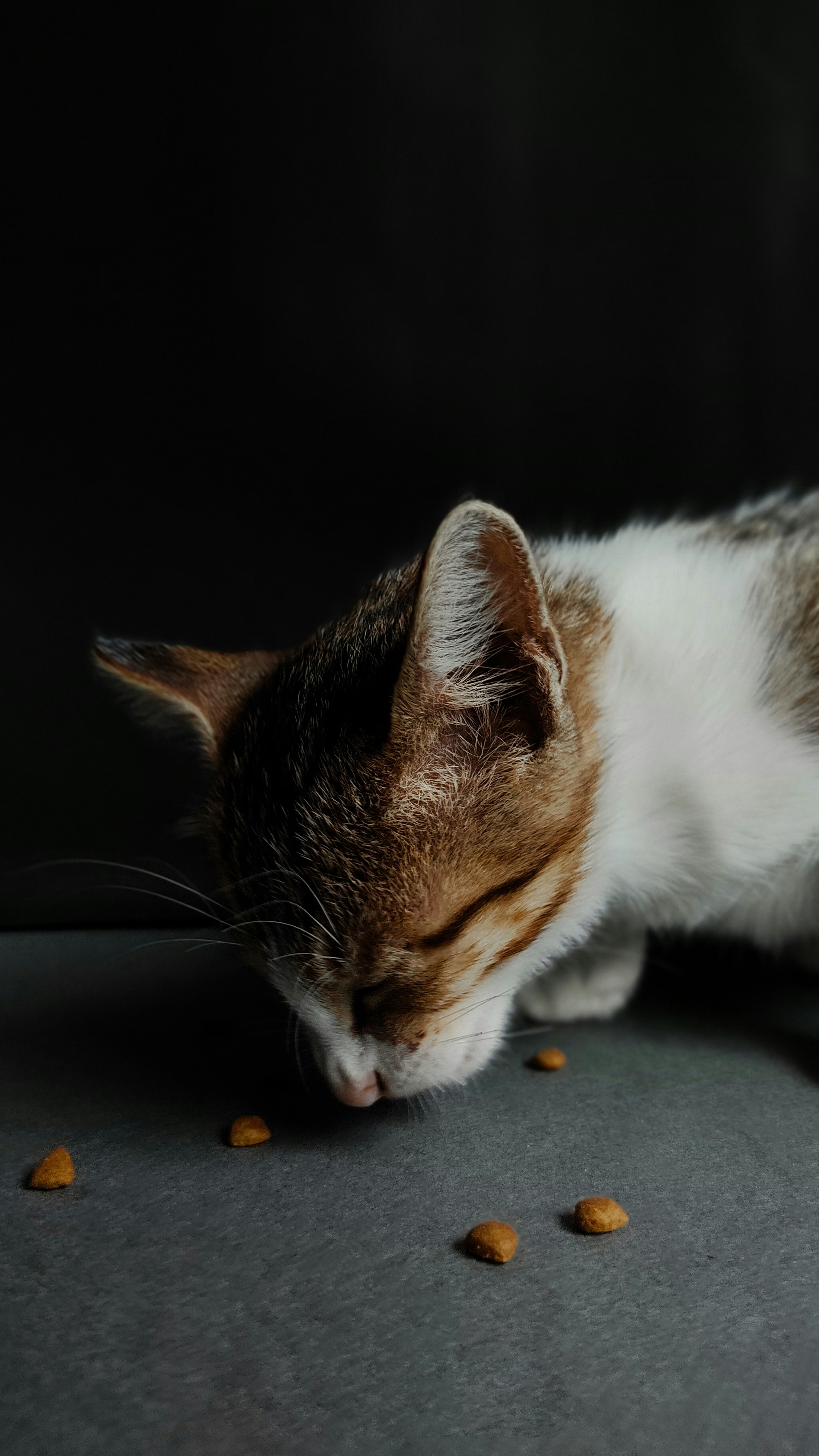 Low-carbohydrate cat food ideal for diabetic cats