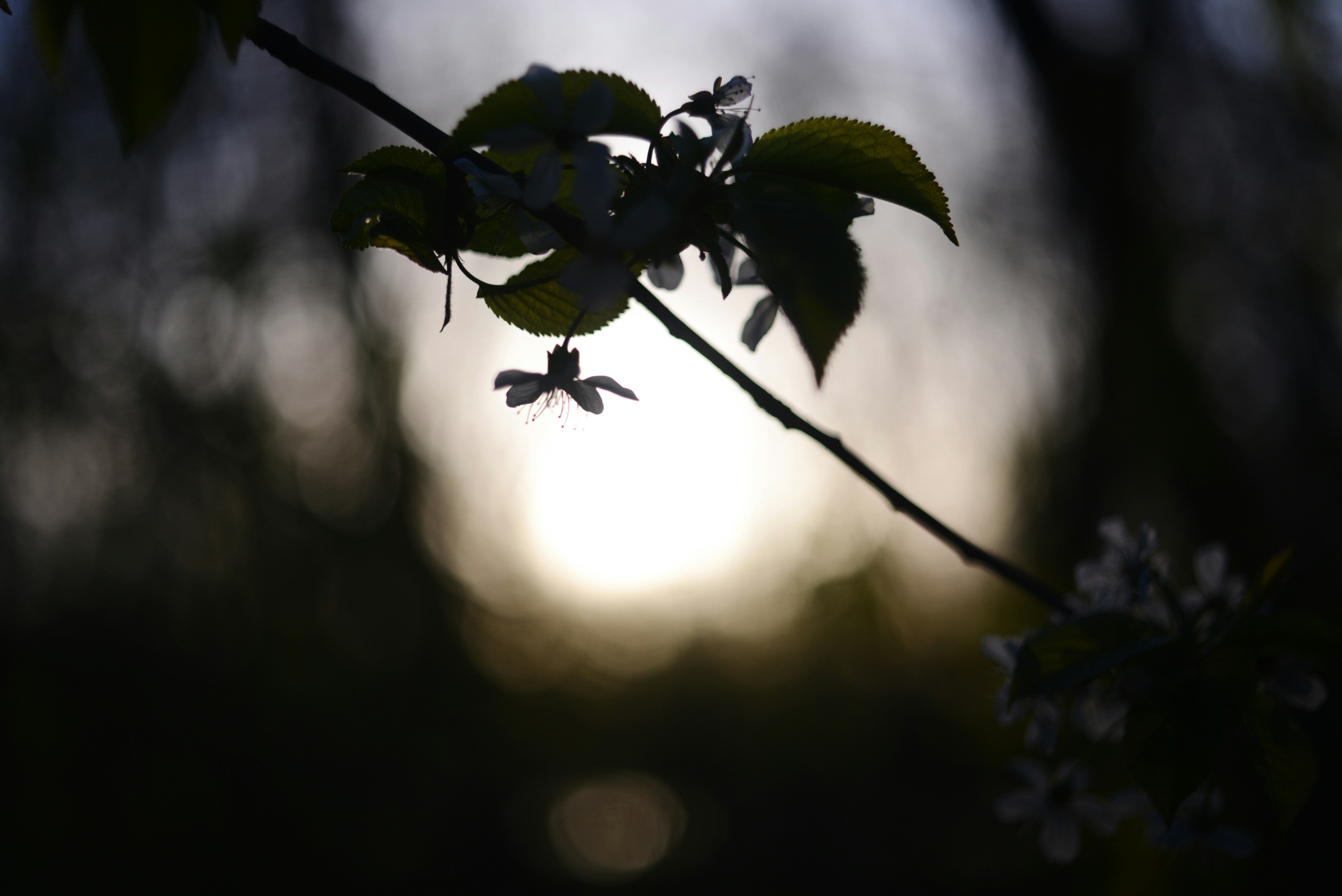 Photo by cherstve_pechivo