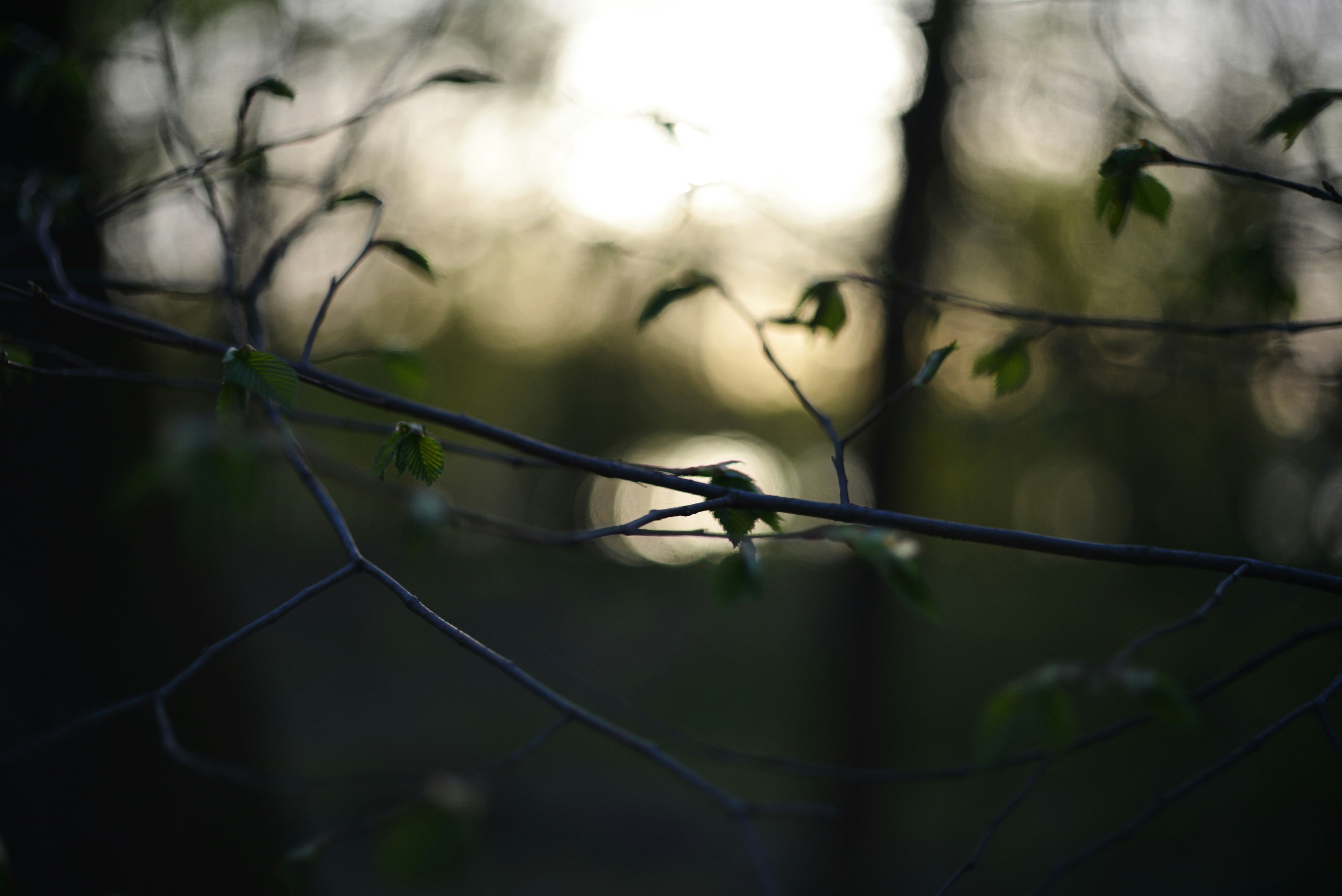 Photo by cherstve_pechivo