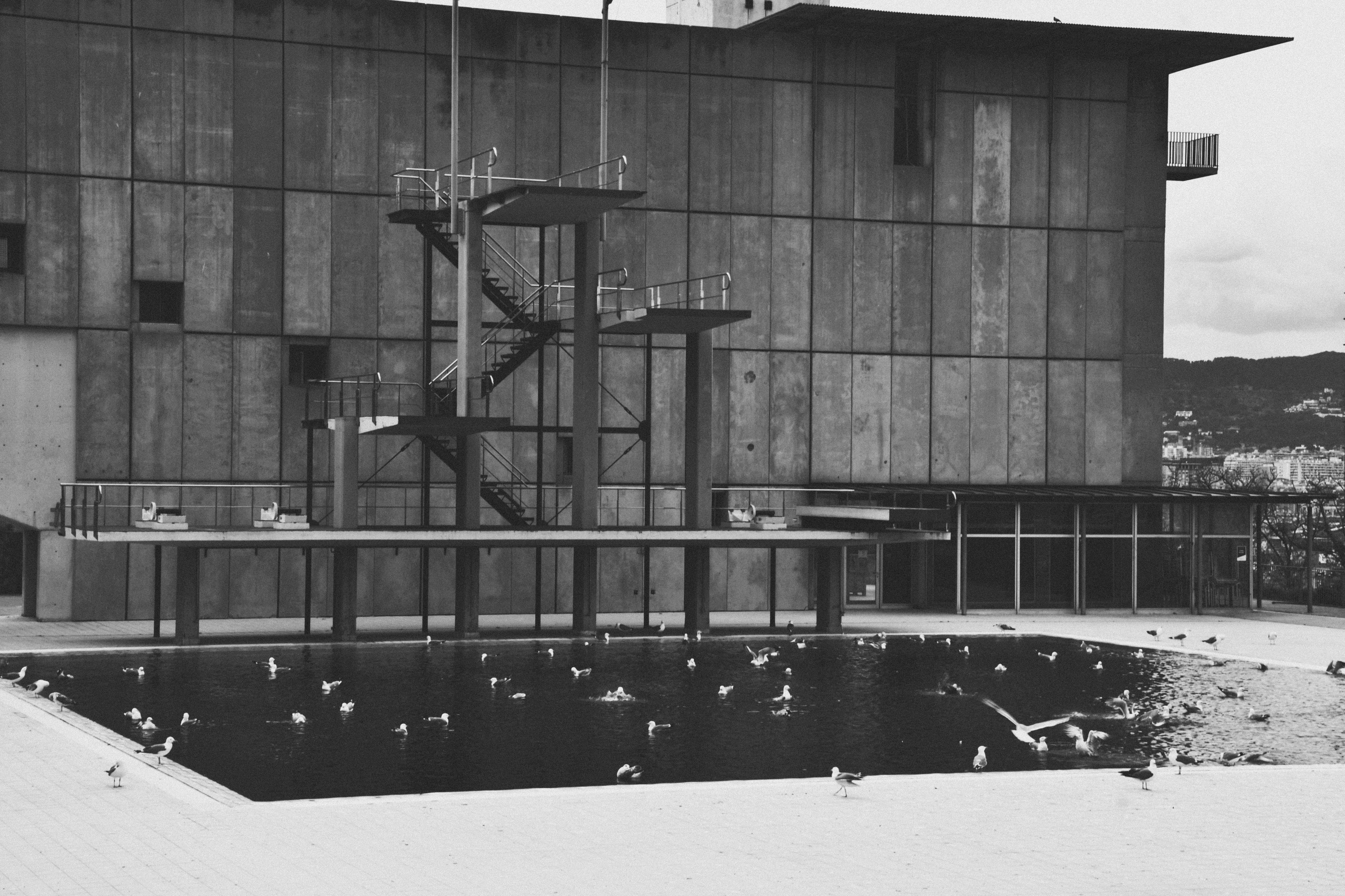 Diving boards overlook a pool with many birds.