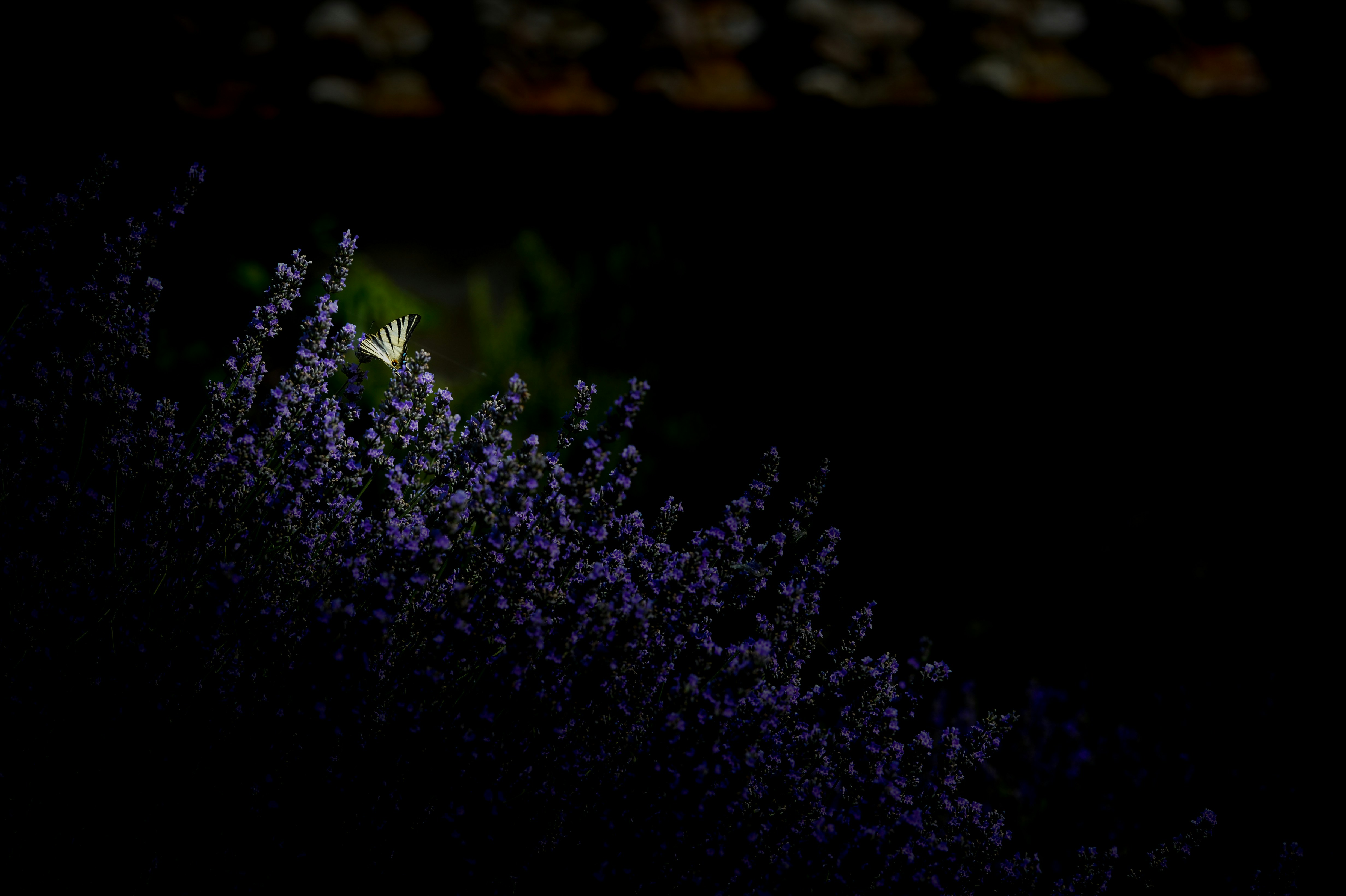 Photo by lucaakalu