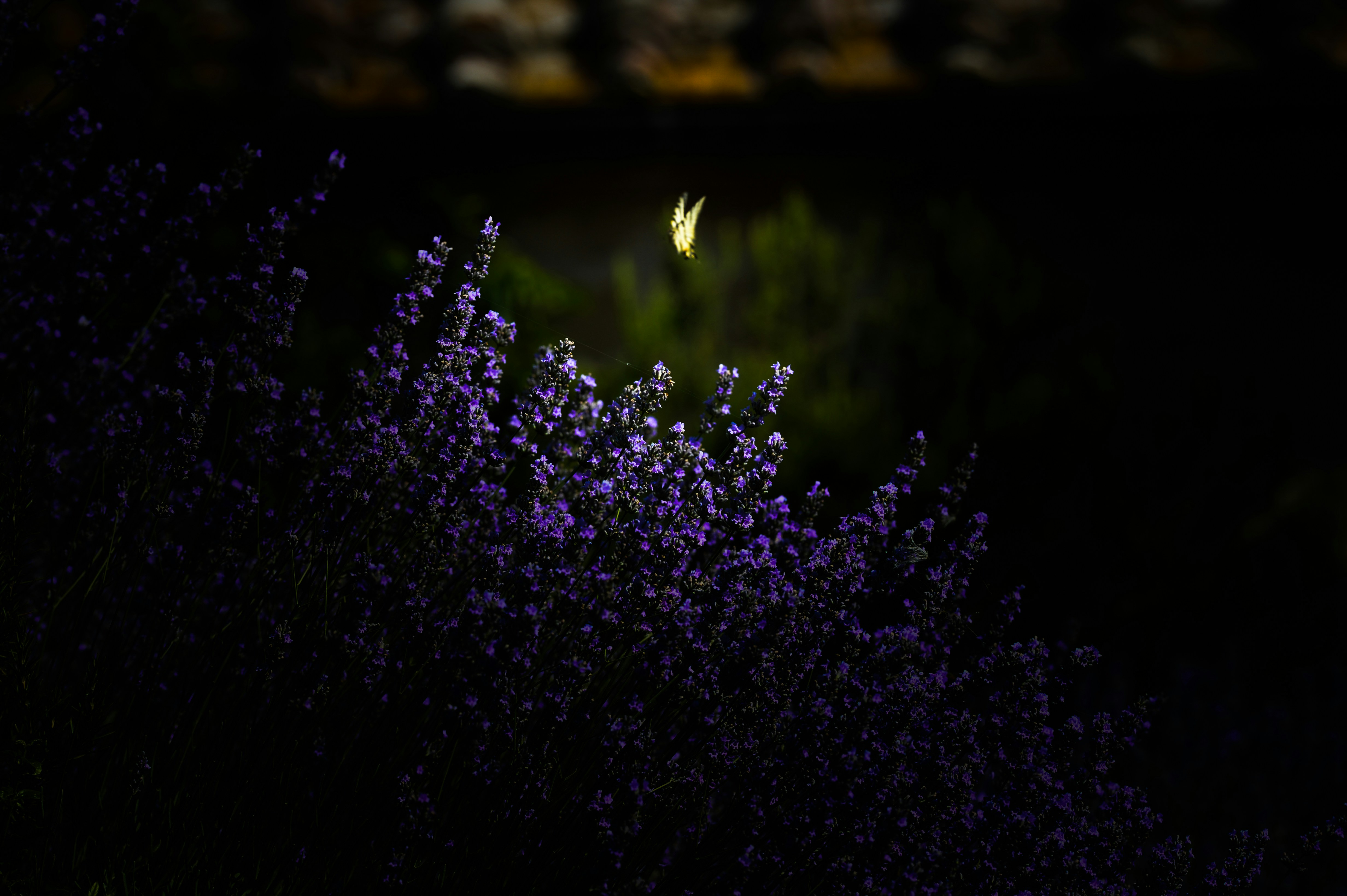 Photo by lucaakalu