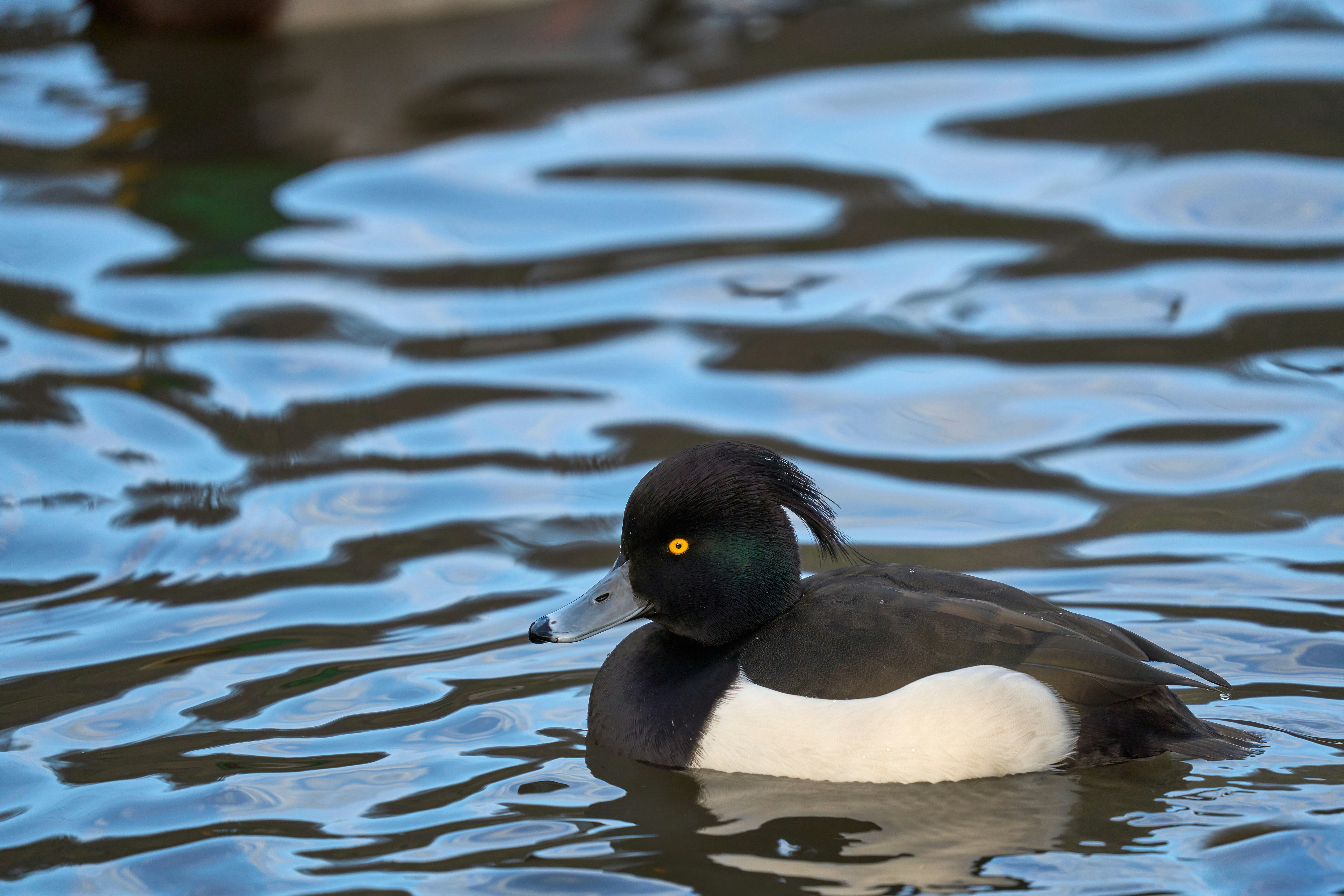 Photo by wolfgang_hasselmann