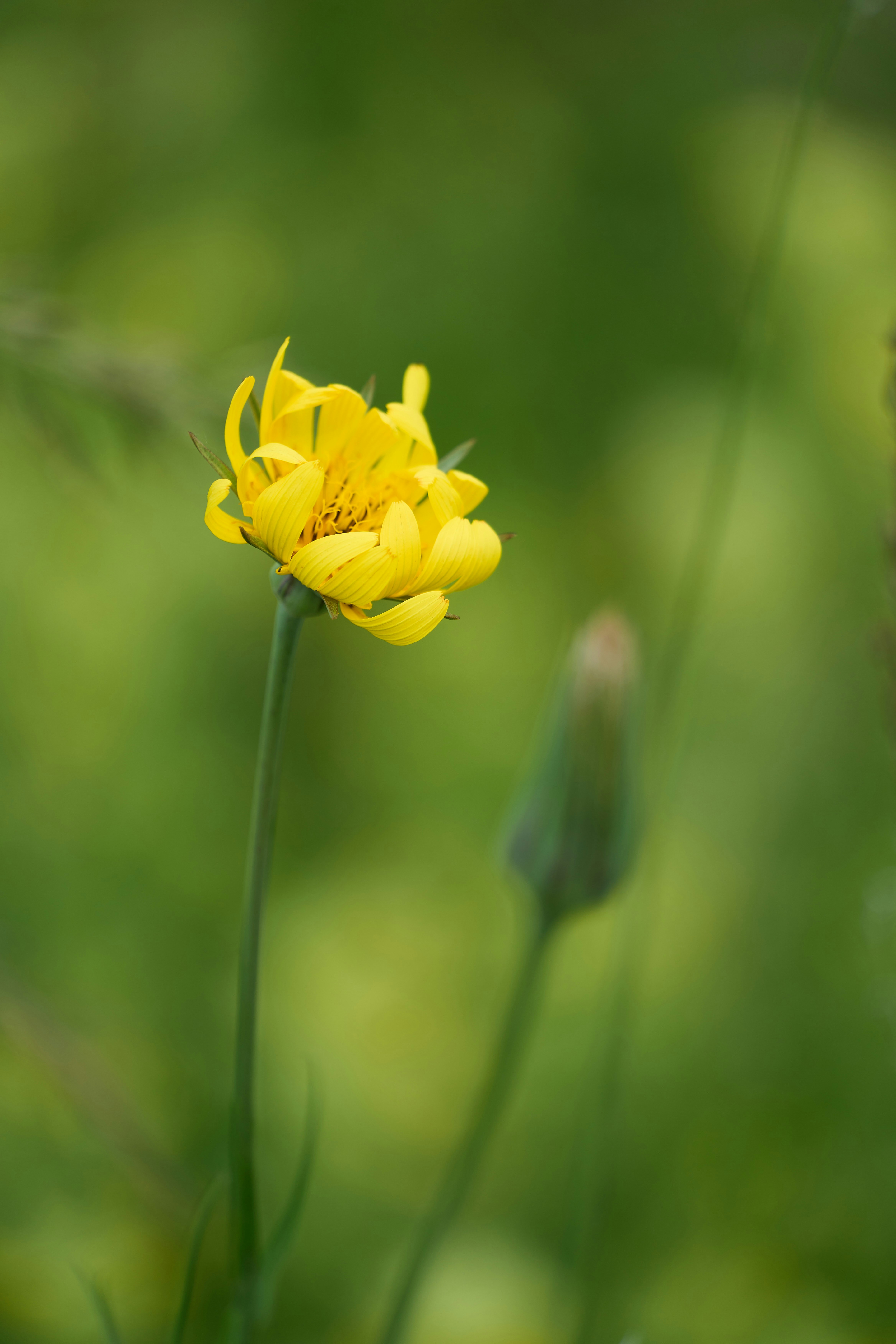 Photo by wolfgang_hasselmann