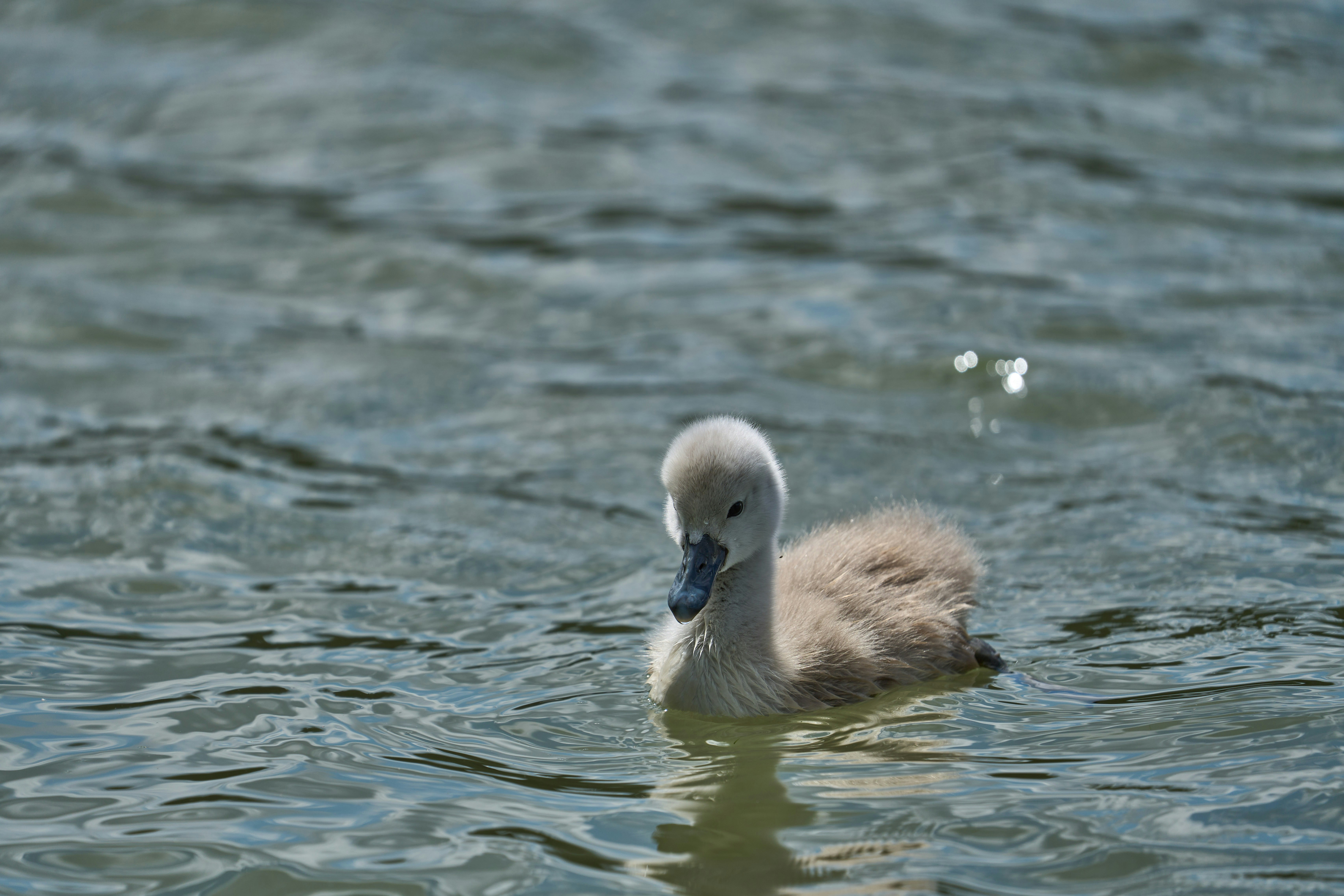 Photo by wolfgang_hasselmann