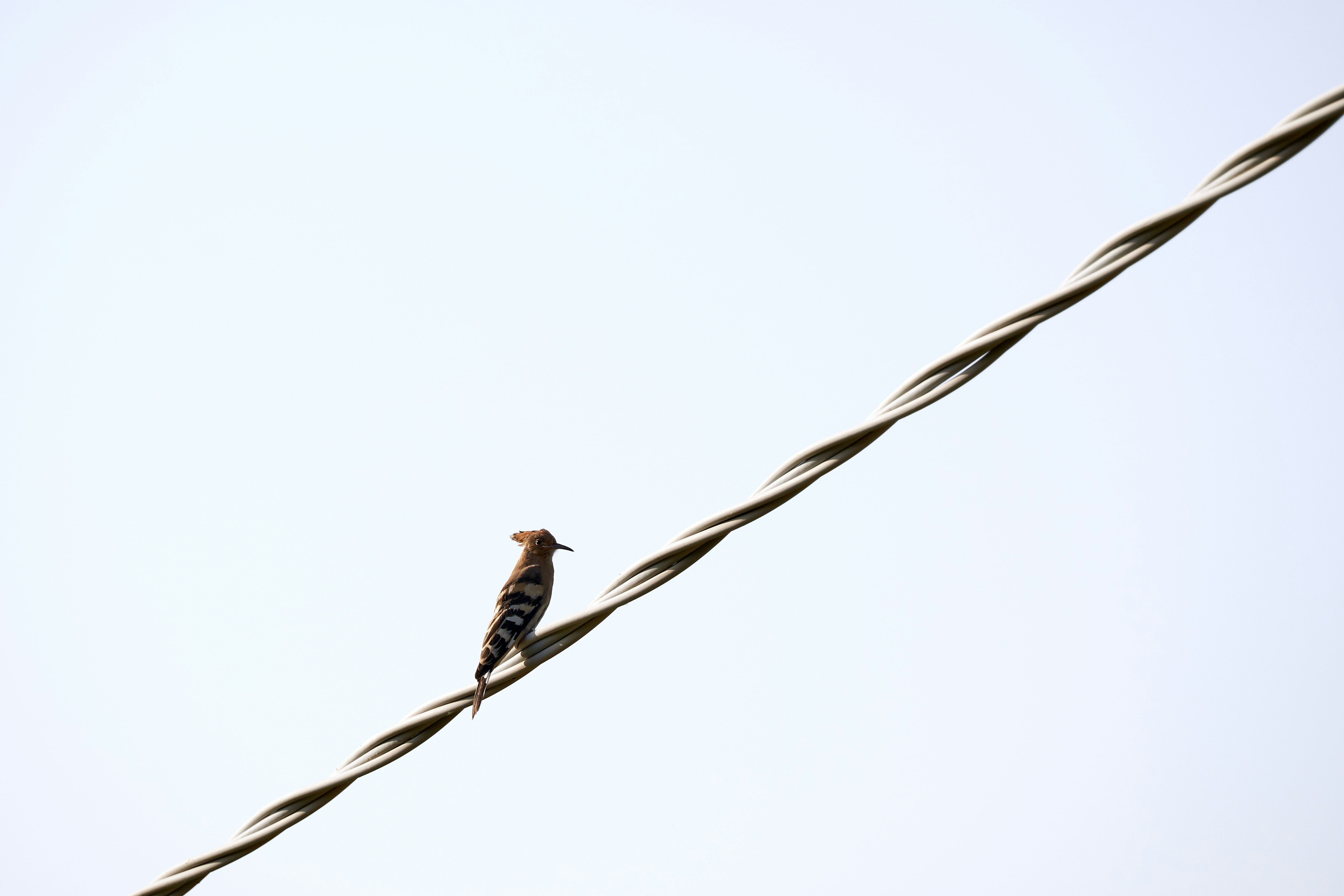 Photo by wolfgang_hasselmann