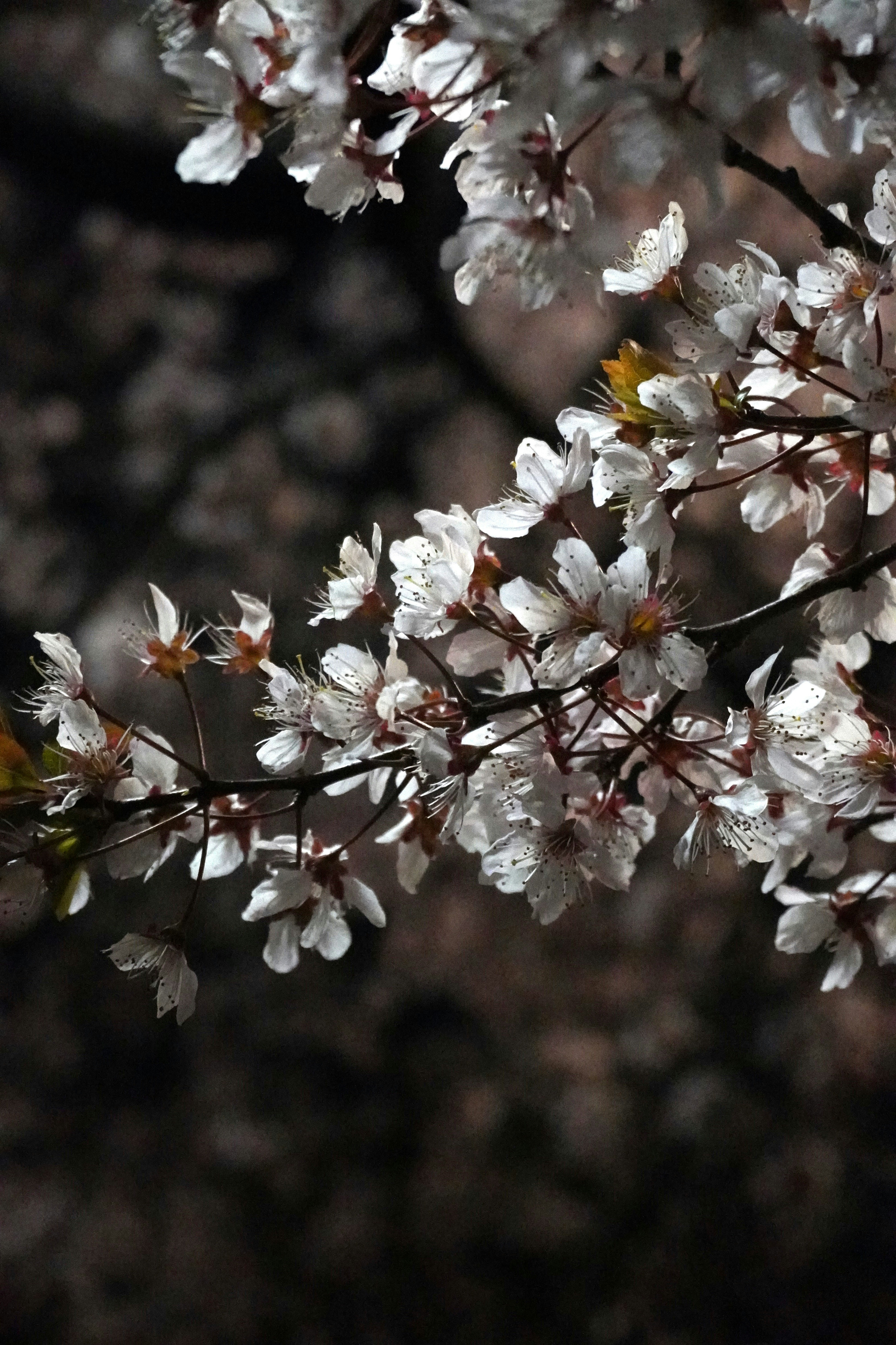 Photo by cherrymacherie