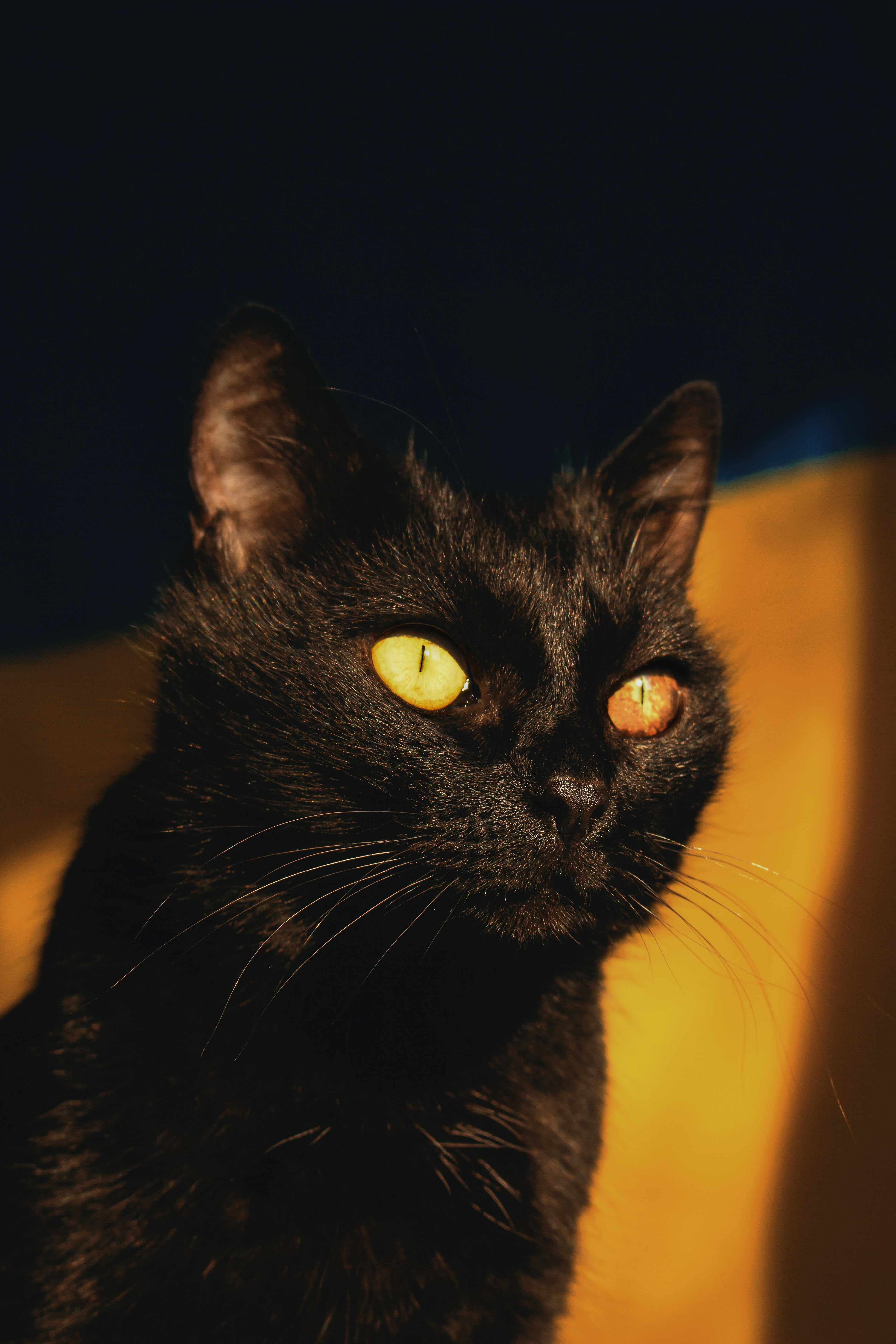 Glow-in-the-Dark Toys: Nighttime Play, No Lights Needed (image credits: unsplash)