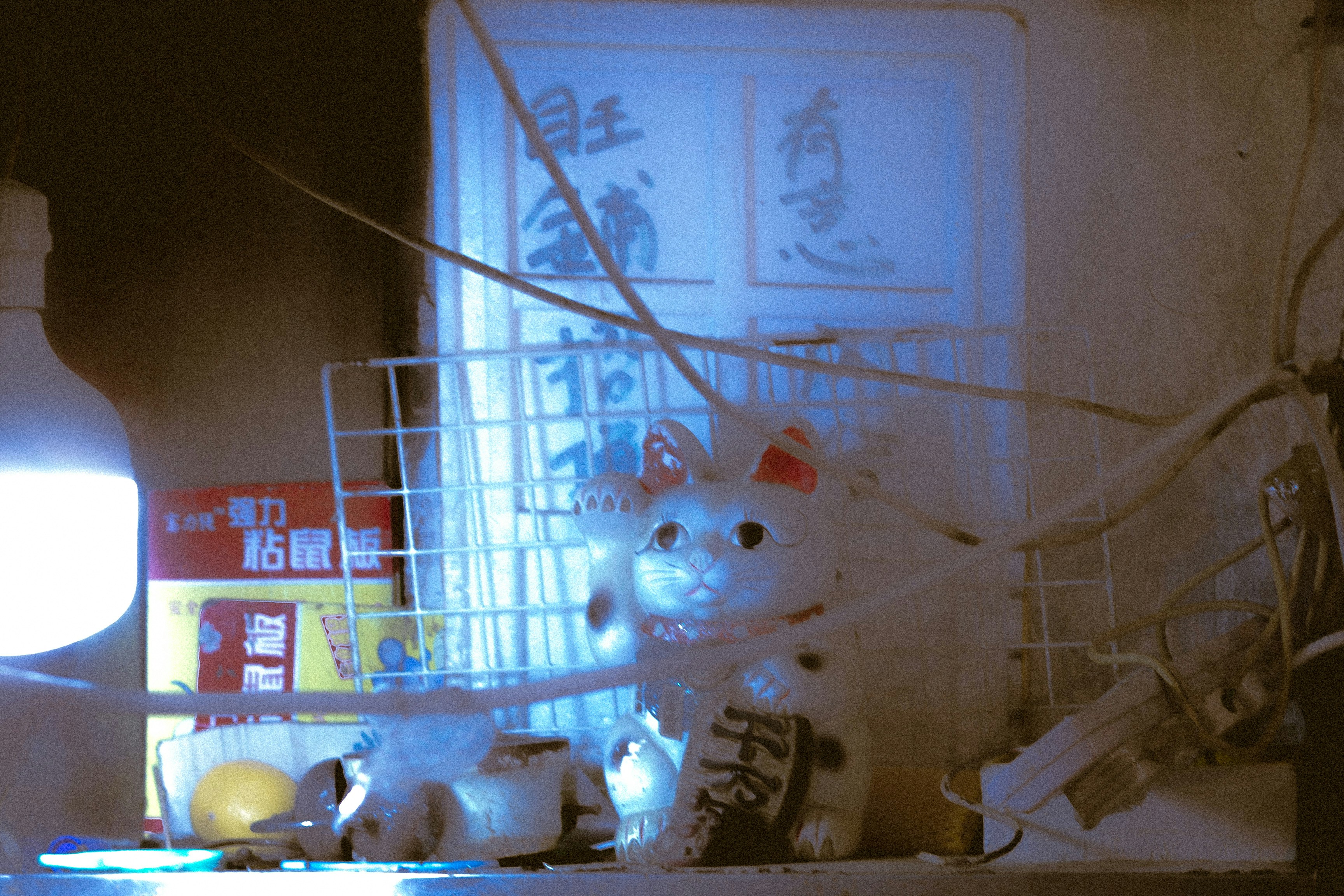 A lucky cat figurine sits on a shelf.