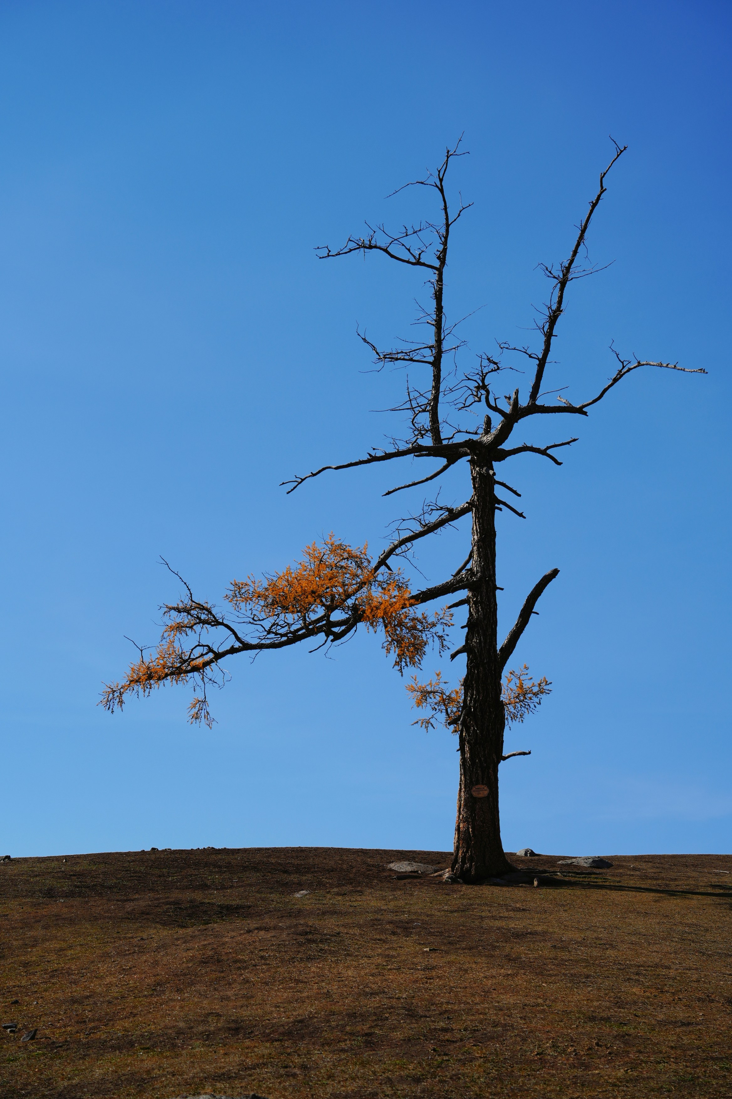 A bare tree stands alone under a blue sky.