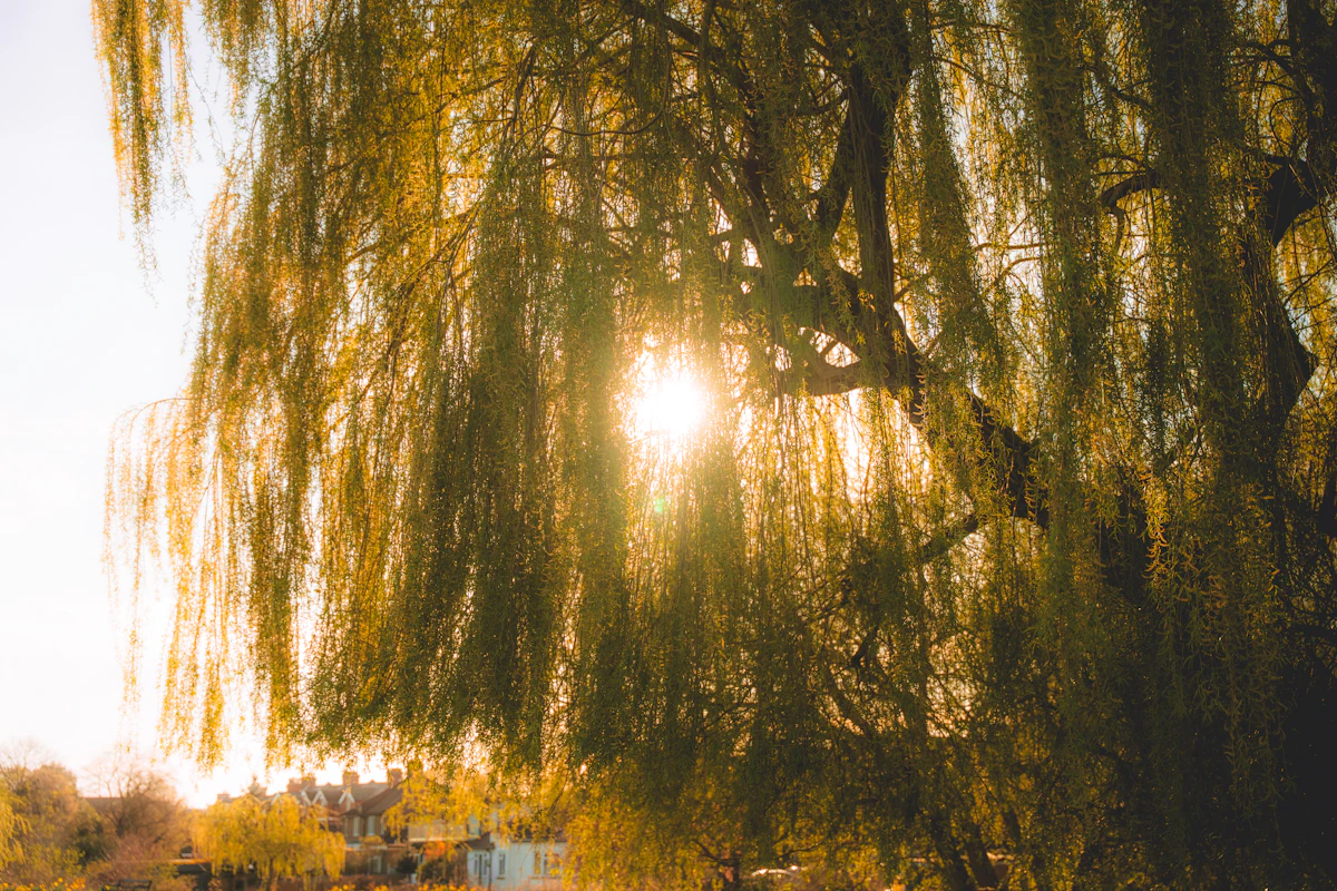 Golden sunlight streaming through the hanging branches of a willow tree at sunset