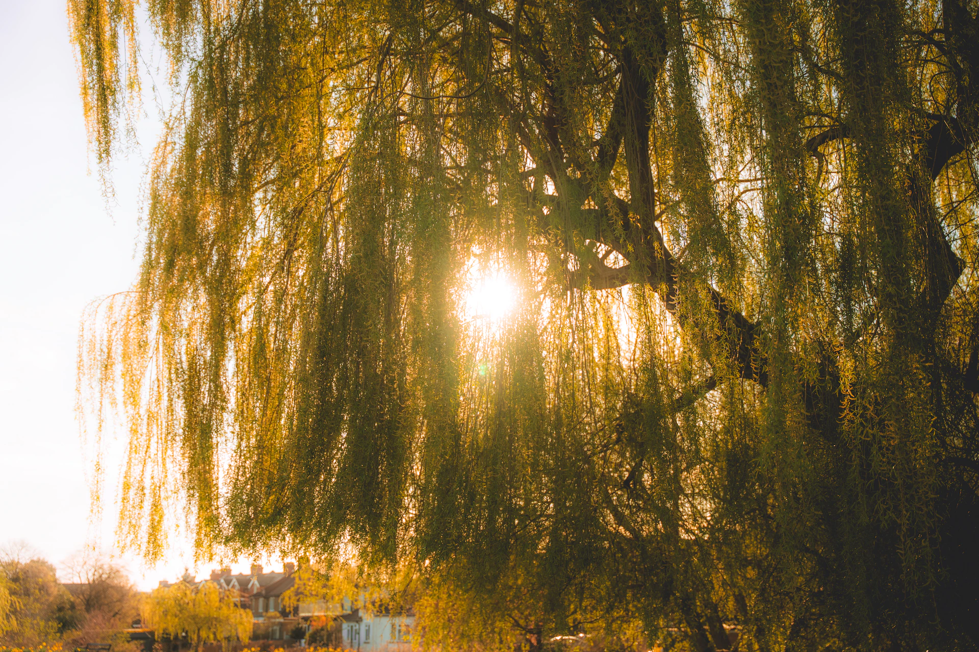 Sunlight shines through a weeping willow tree.
