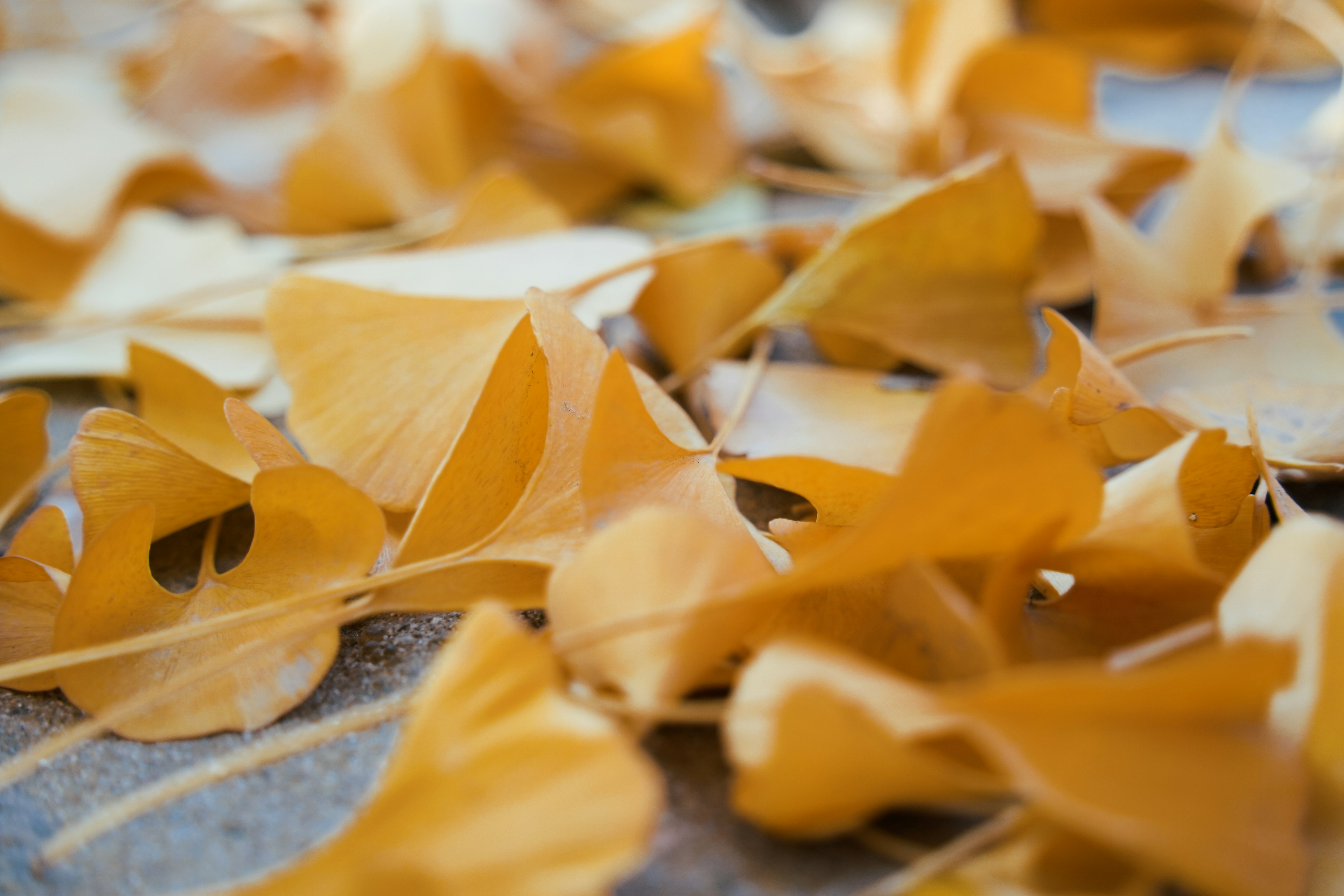 Golden ginkgo leaves blanket the ground.