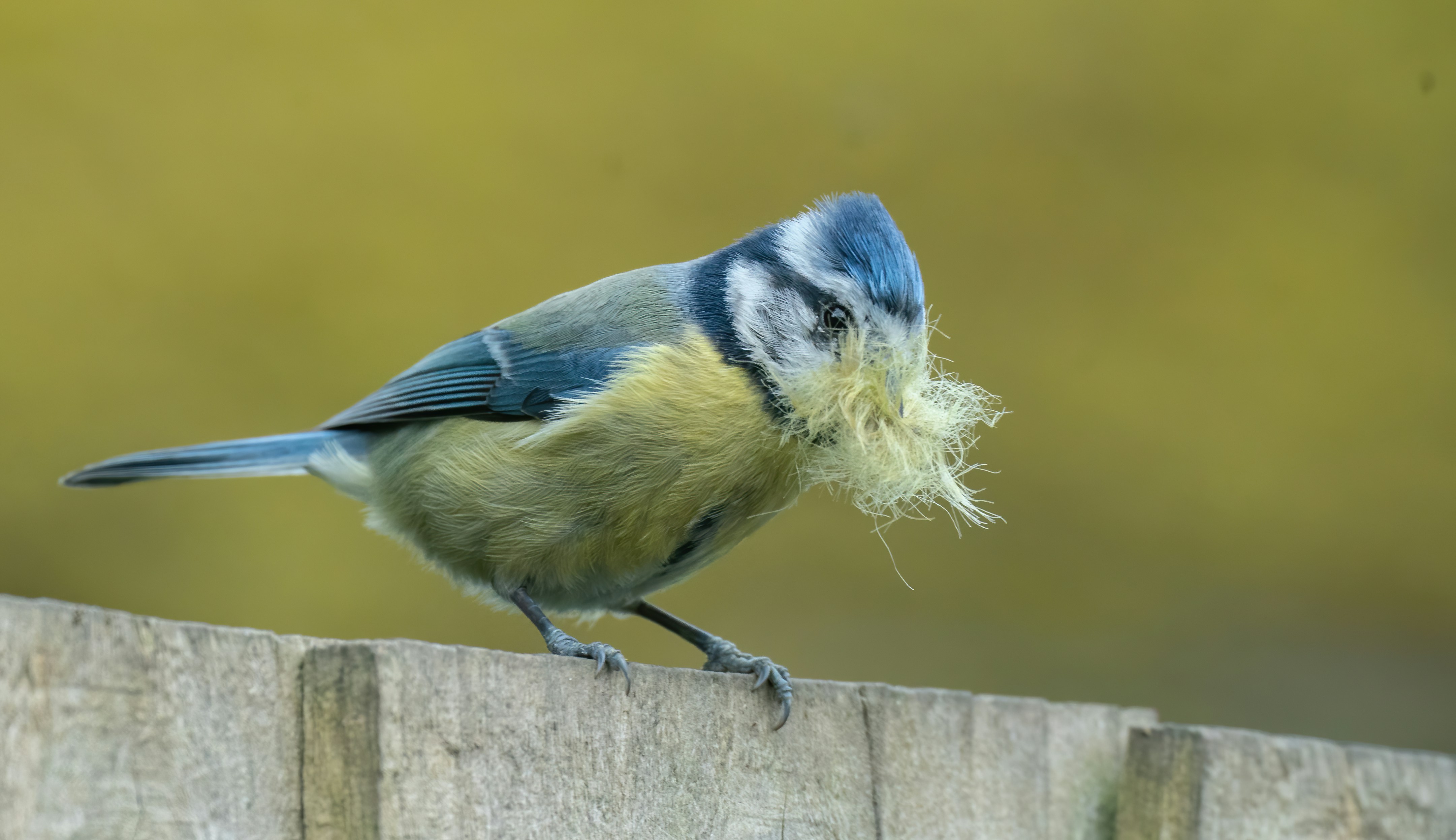 A blue tit bird is carrying nesting material.