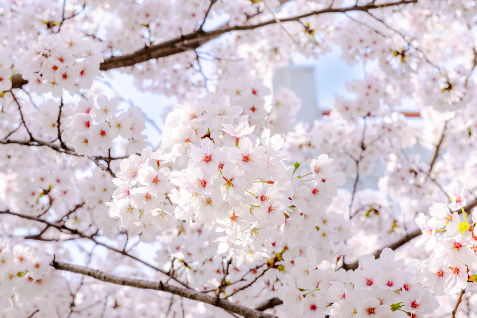 Cherry blossoms in full bloom on the branch, Seoul in spring