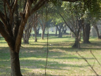 Trees create an inviting archway over a grassy field.