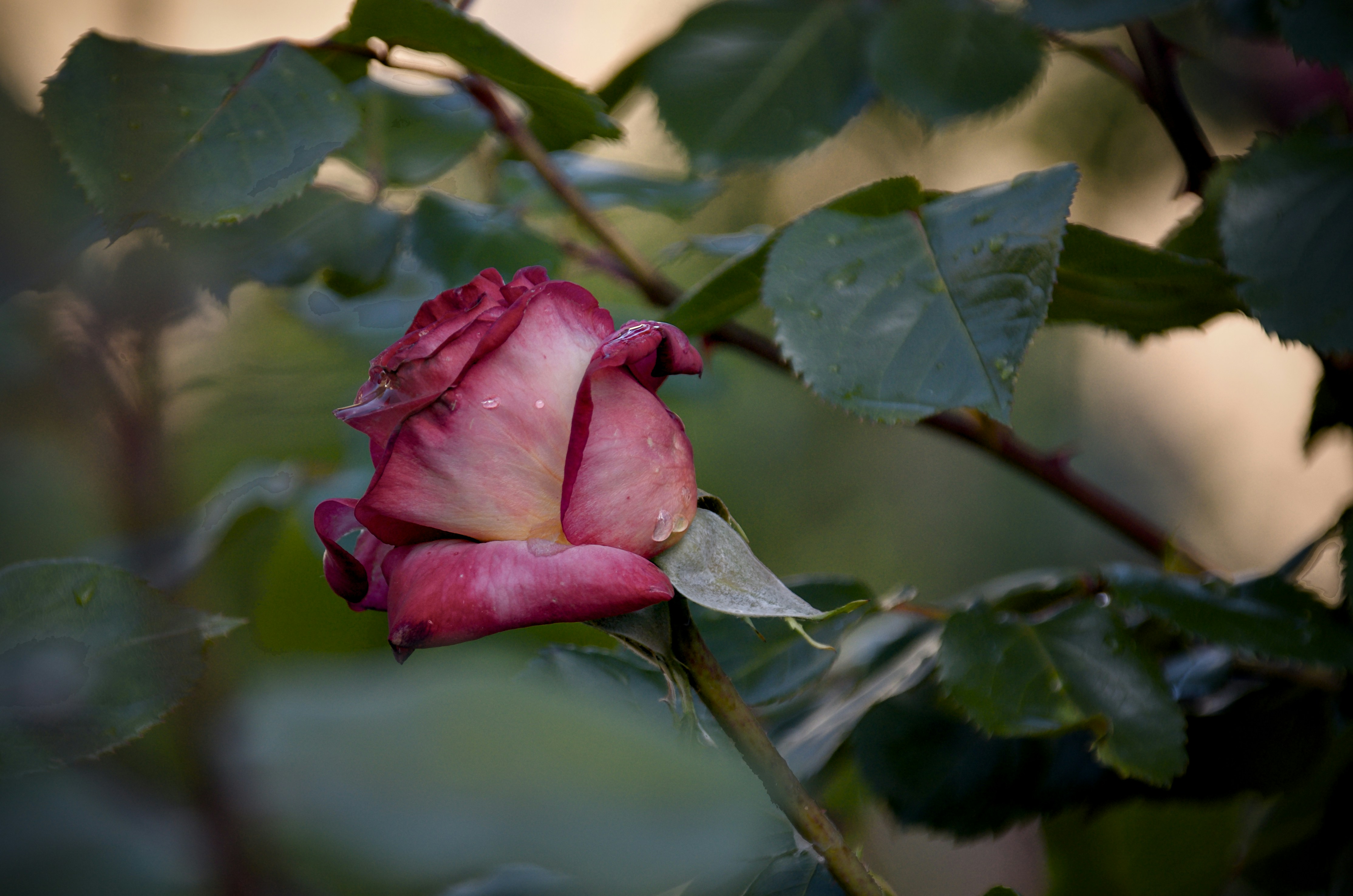 Photo by mariobeducci