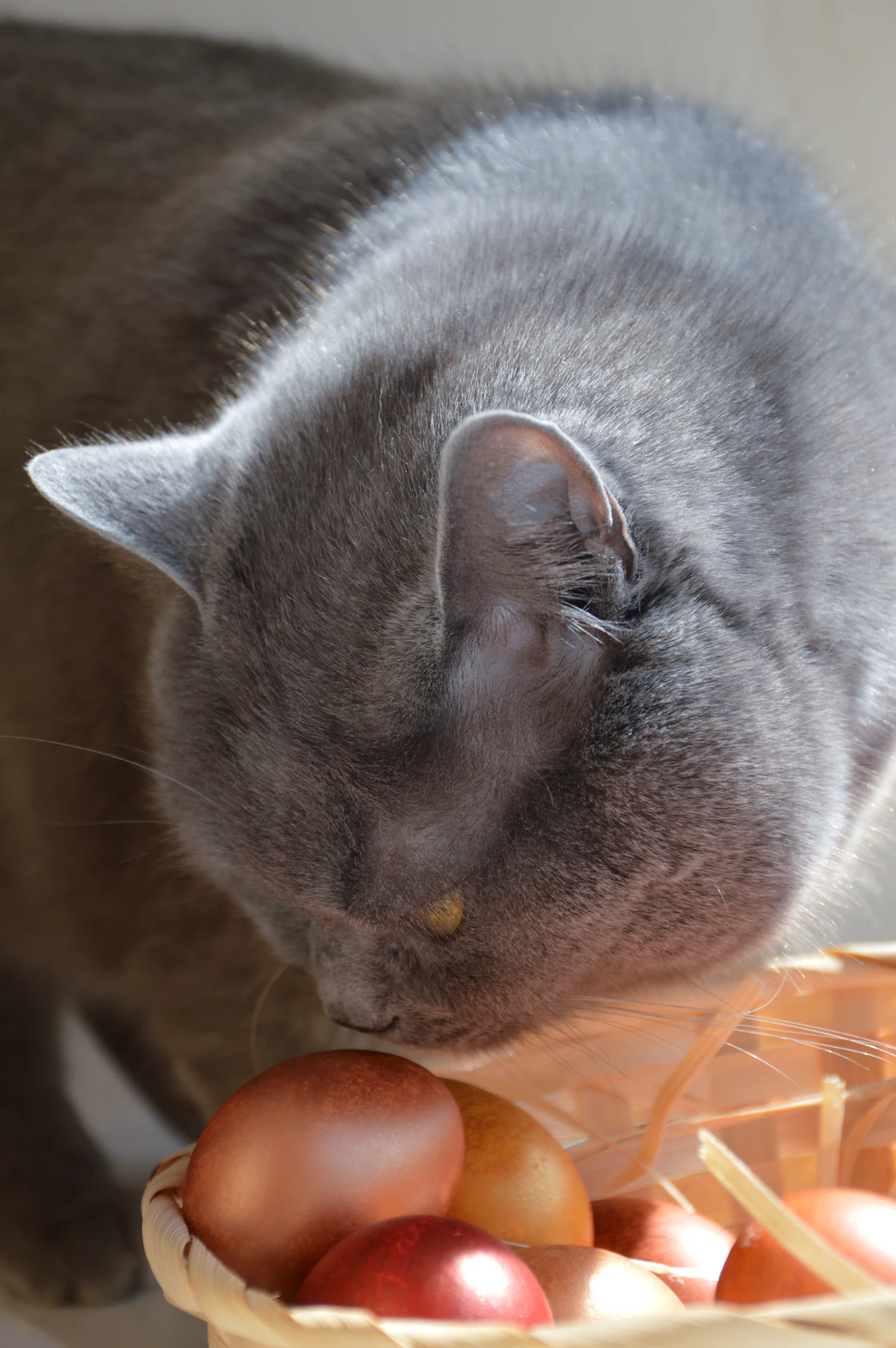Chat gris reniflant un panier d'œufs
