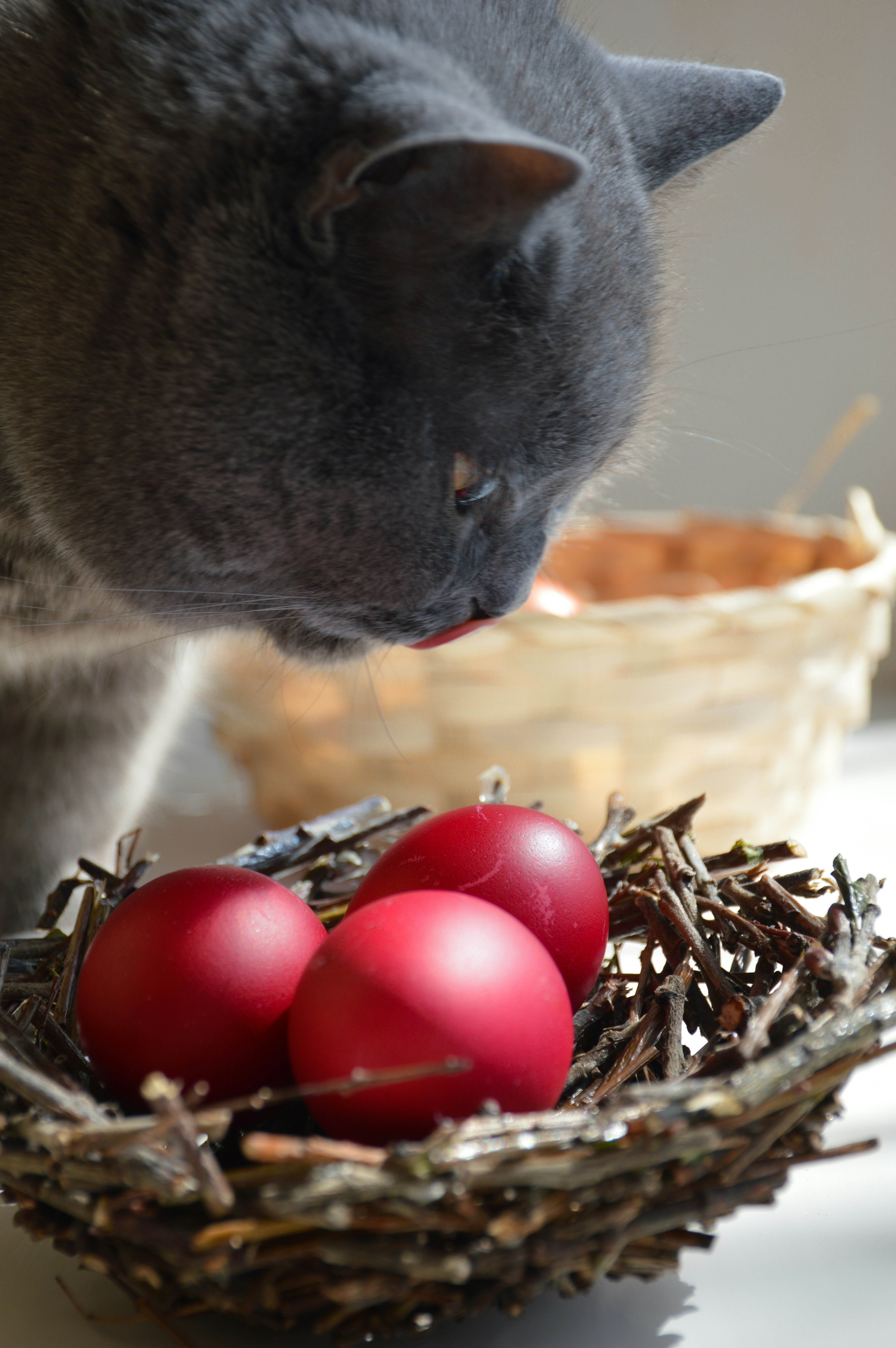 Breeding and Maternal Instincts (image credits: unsplash)