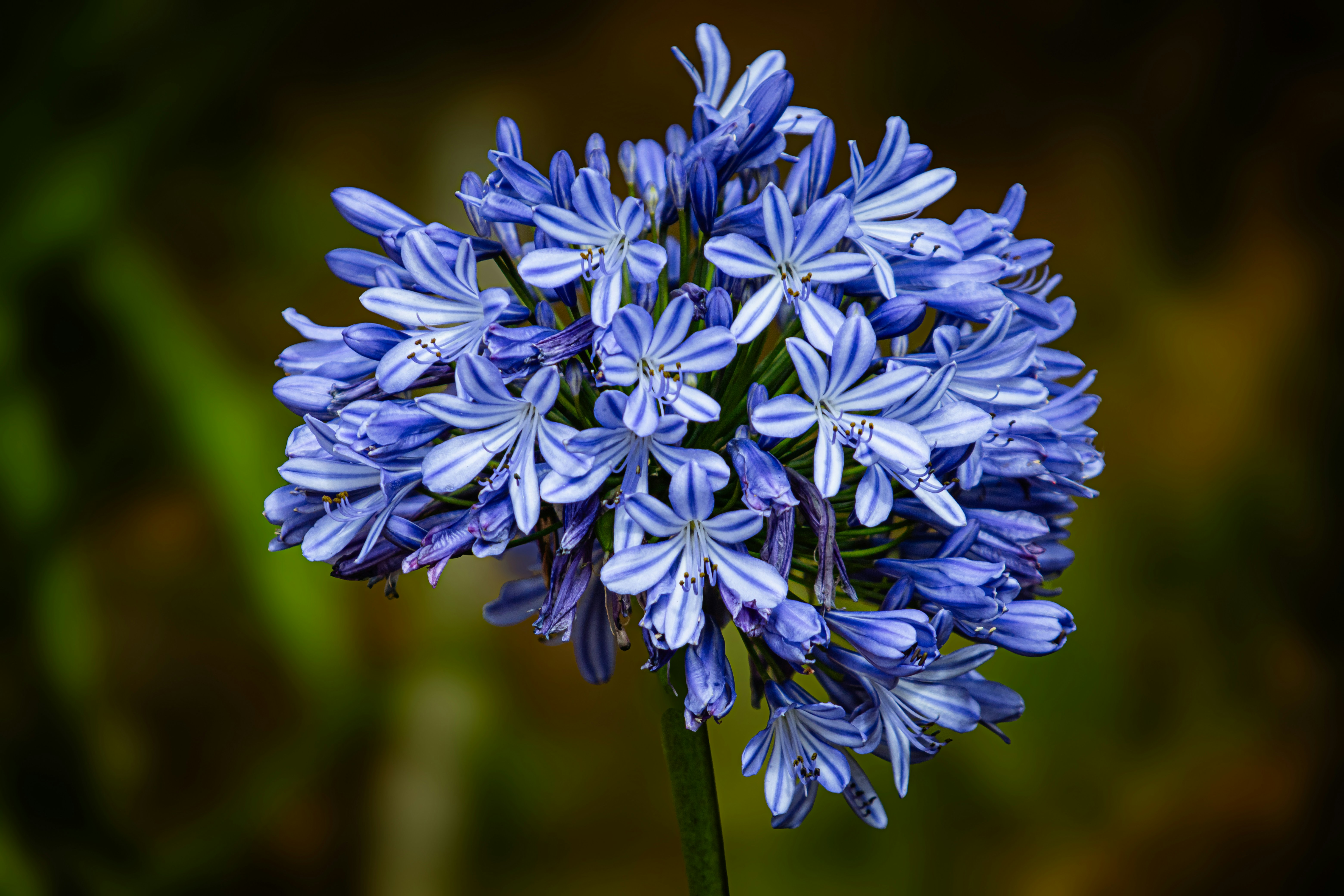 Photo by chuchu123456