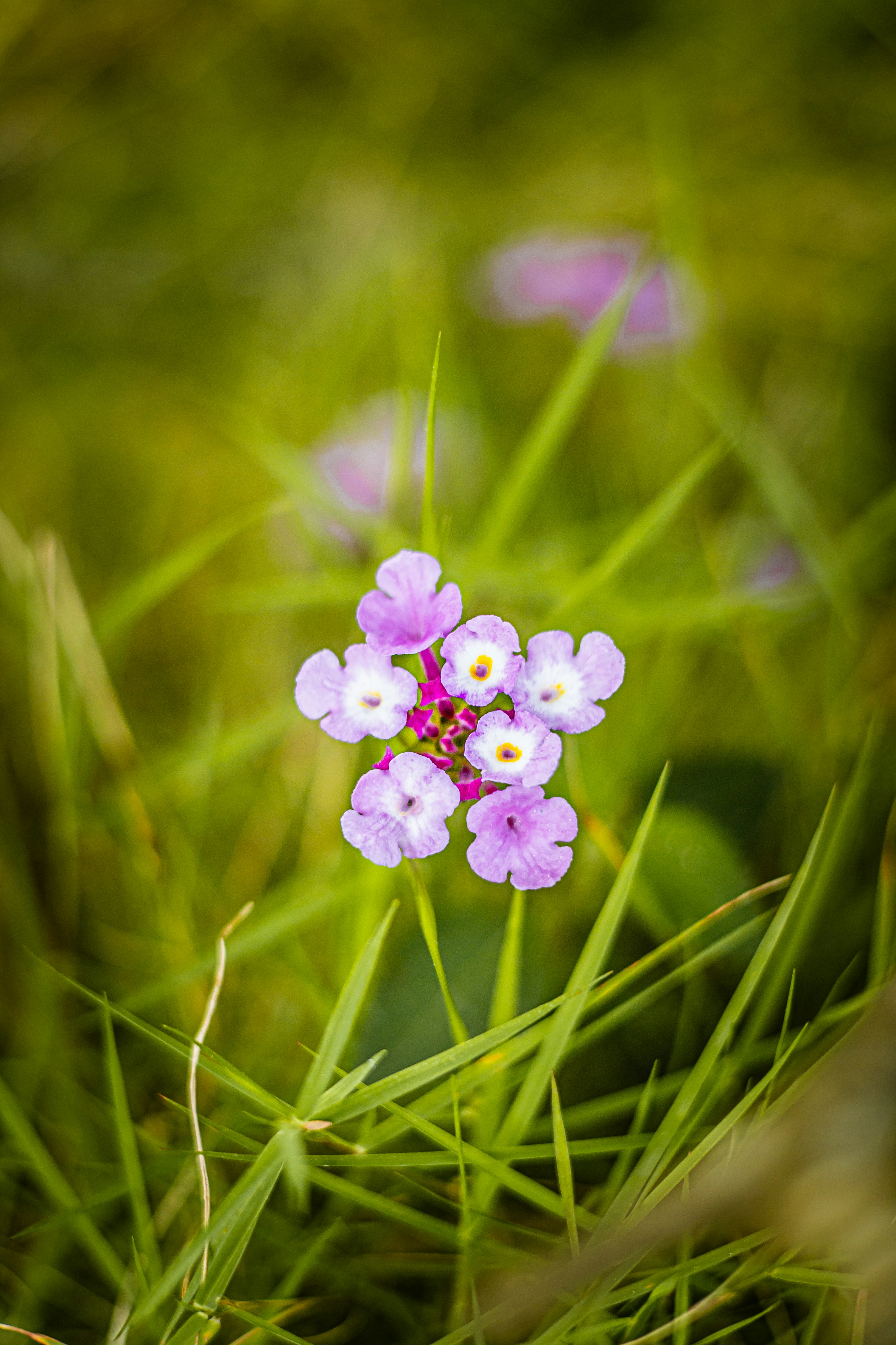 Photo by chuchu123456