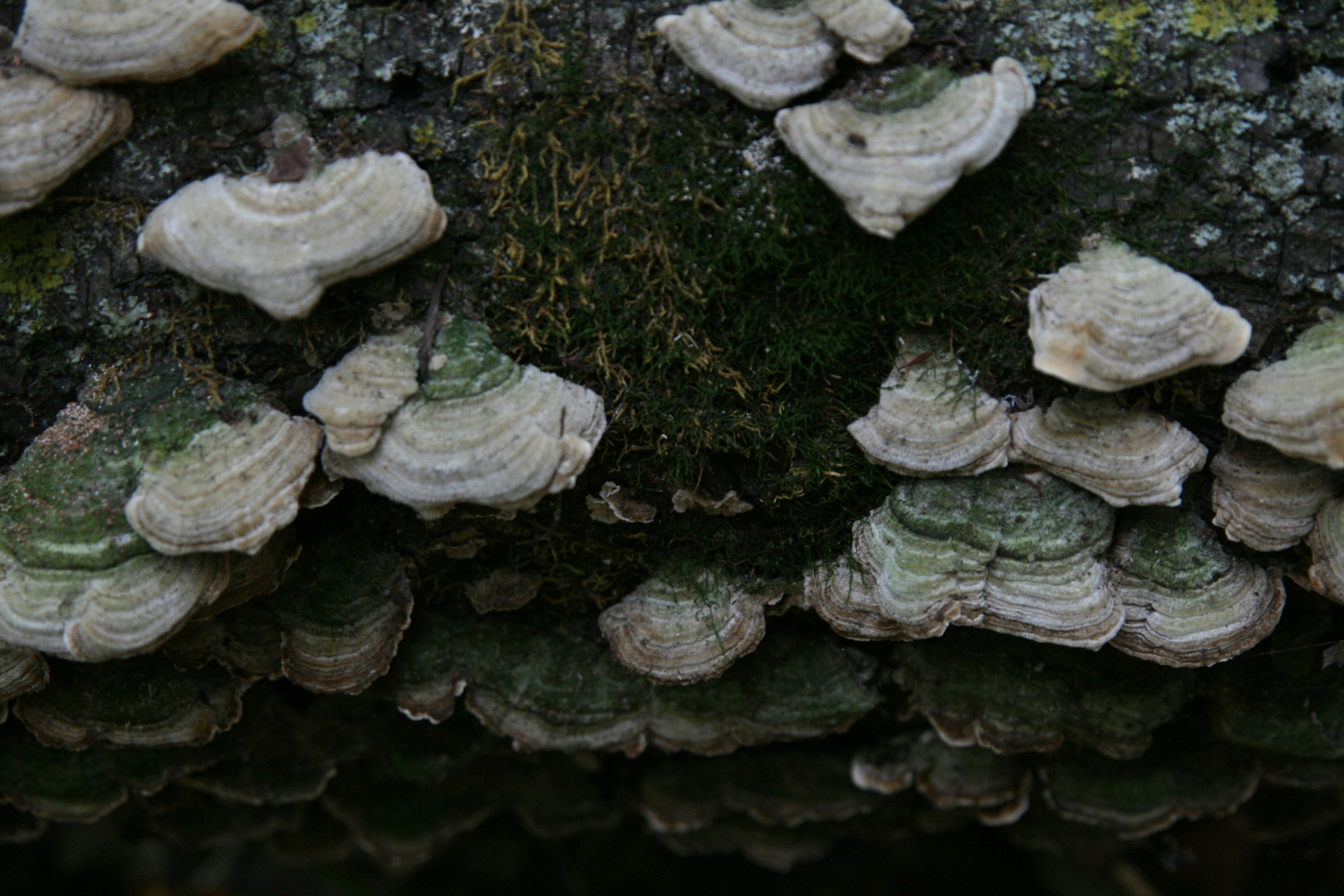 Photo by theartsy_waterlily