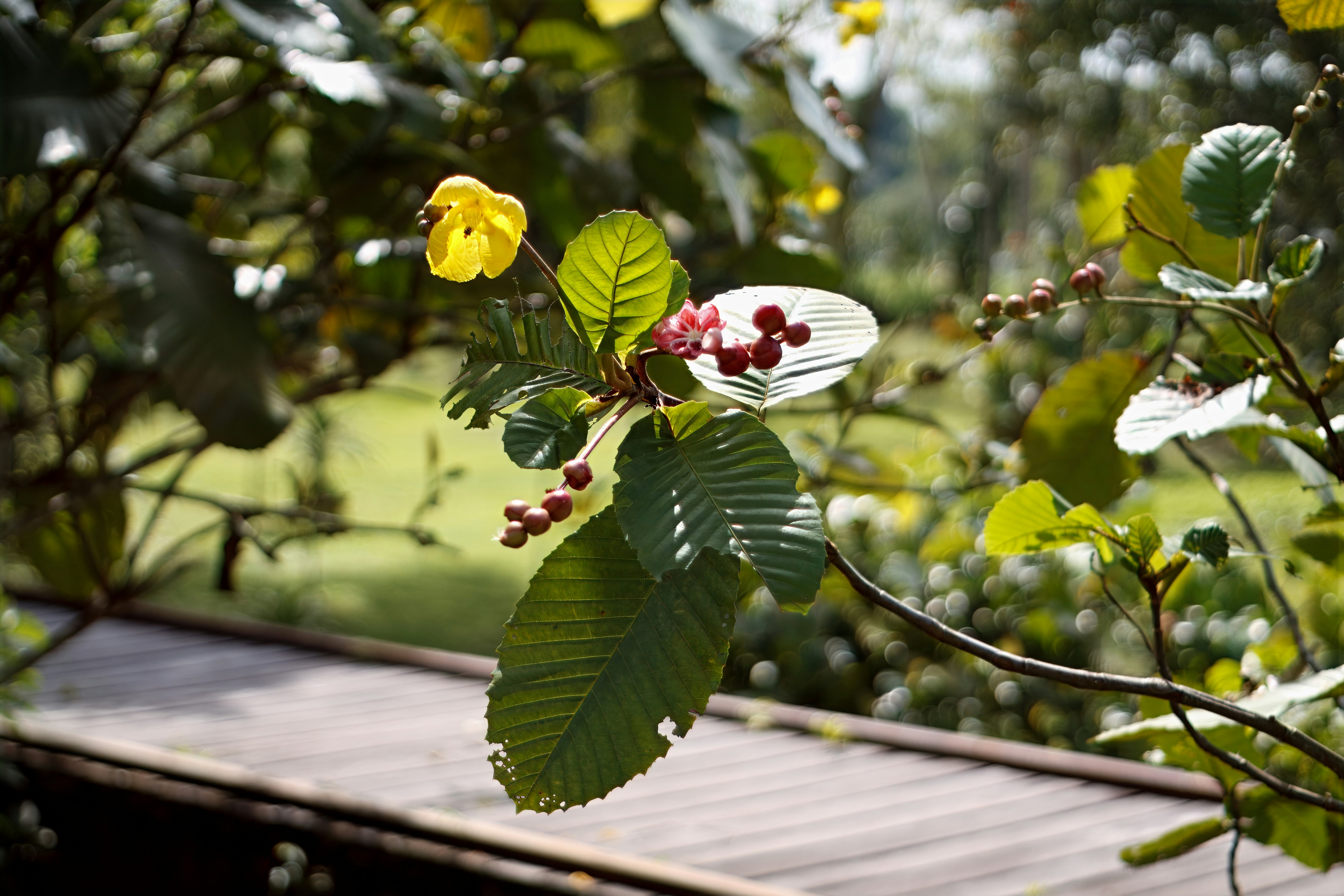 A plant branch with yellow flowers and leaves.