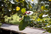 Best Eco-Friendly Resorts and Sustainable Stays in Kuching