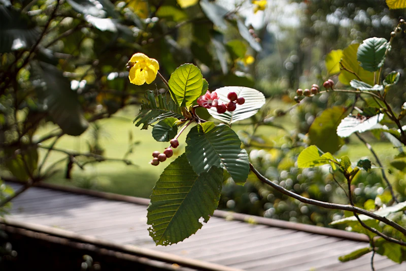 Best Eco-Friendly Resorts and Sustainable Stays in Kuching