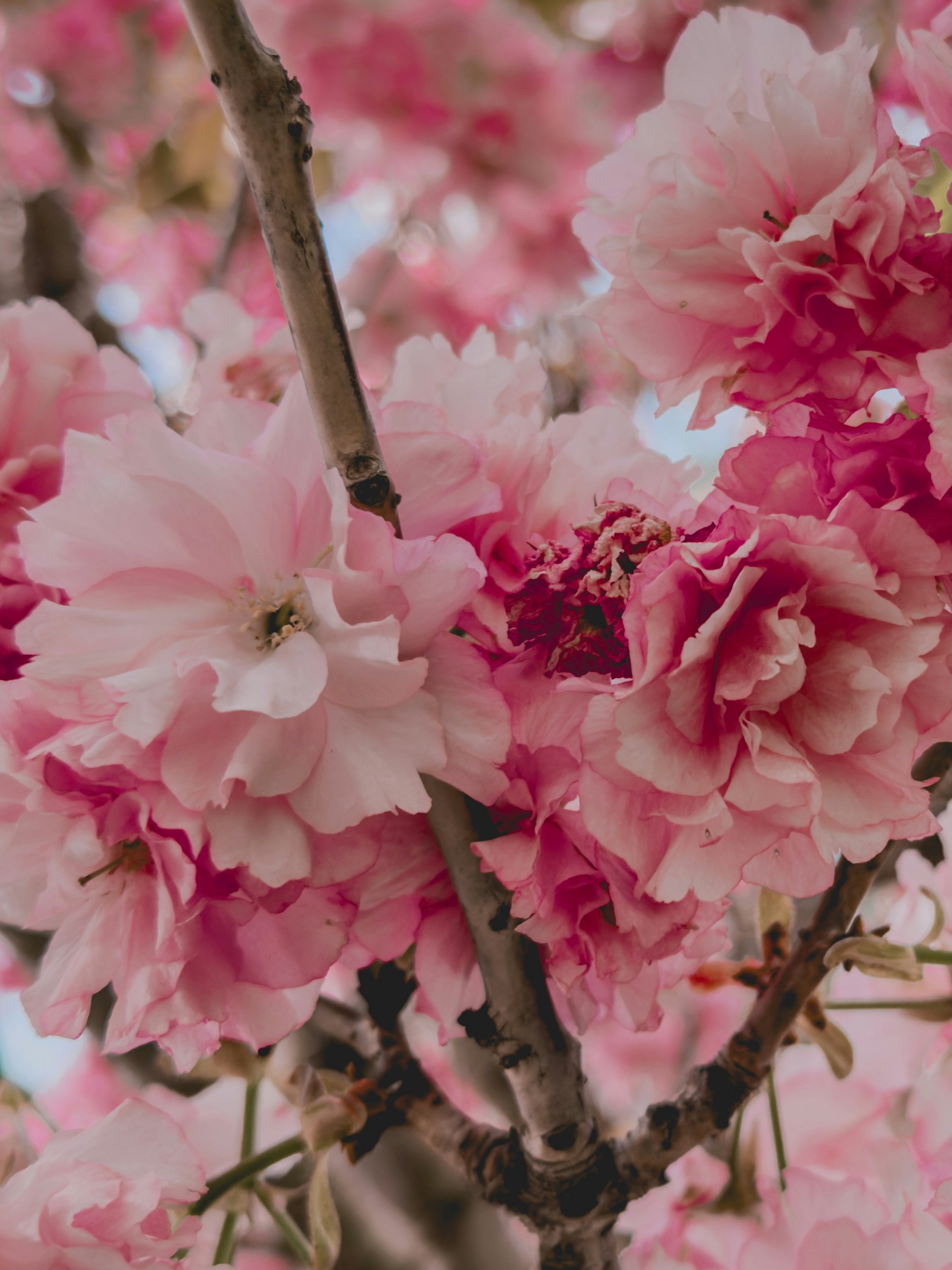 Photo by gamzeteoman