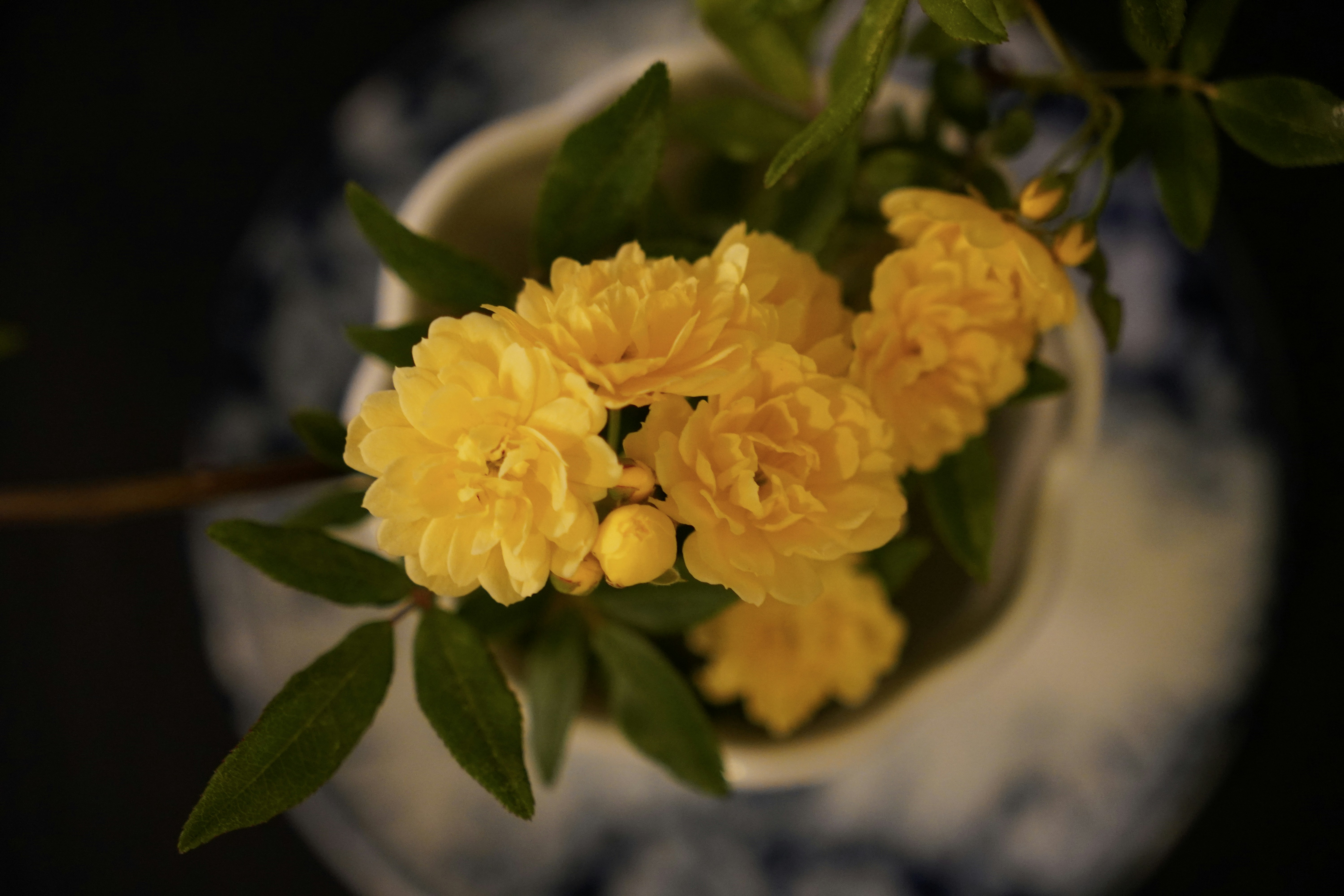 Yellow flowers bloom in a white and blue vase.
