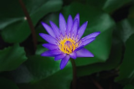 A beautiful purple lotus flower surrounded by leaves.