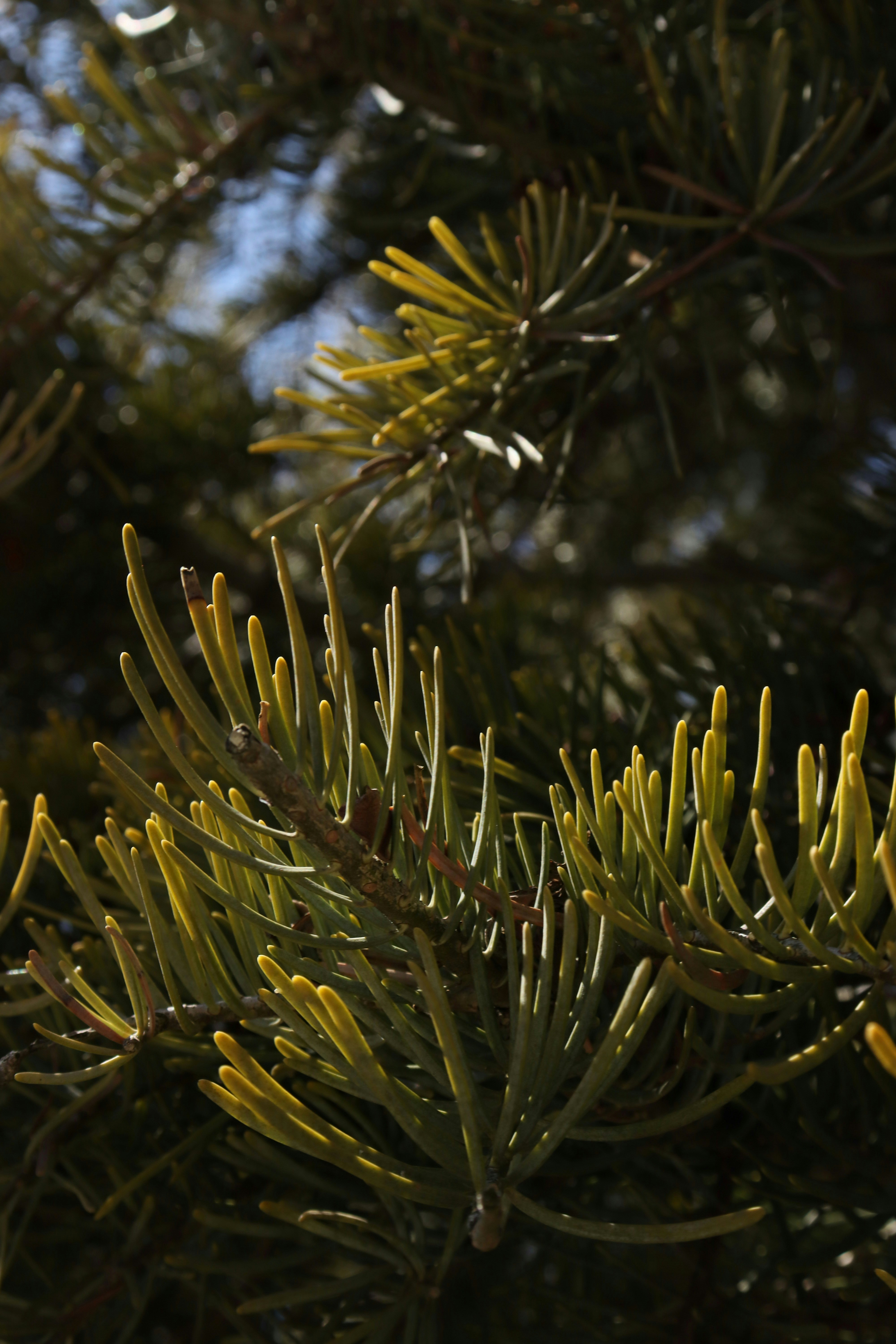 Photo by bored_mongoose