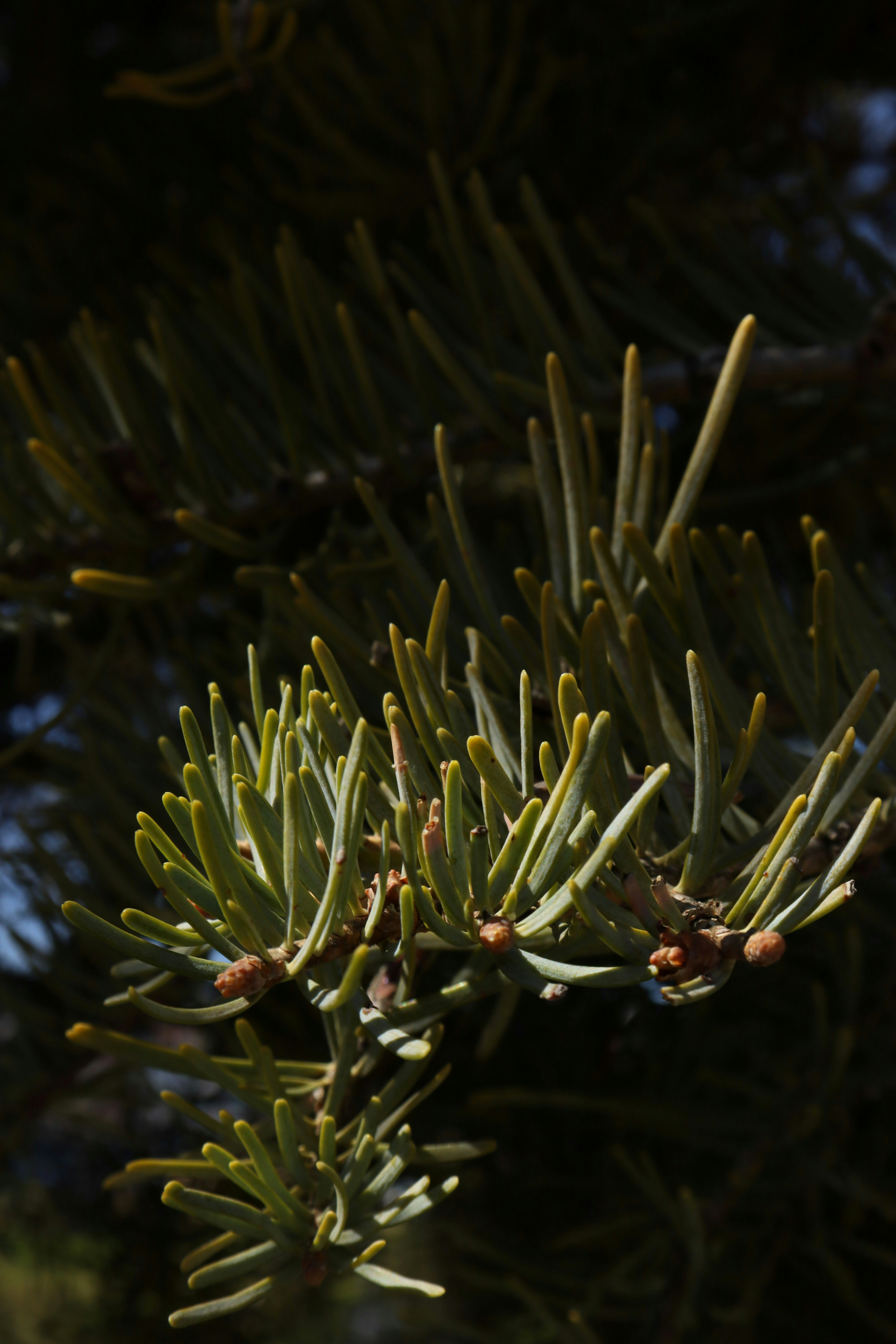 Photo by bored_mongoose